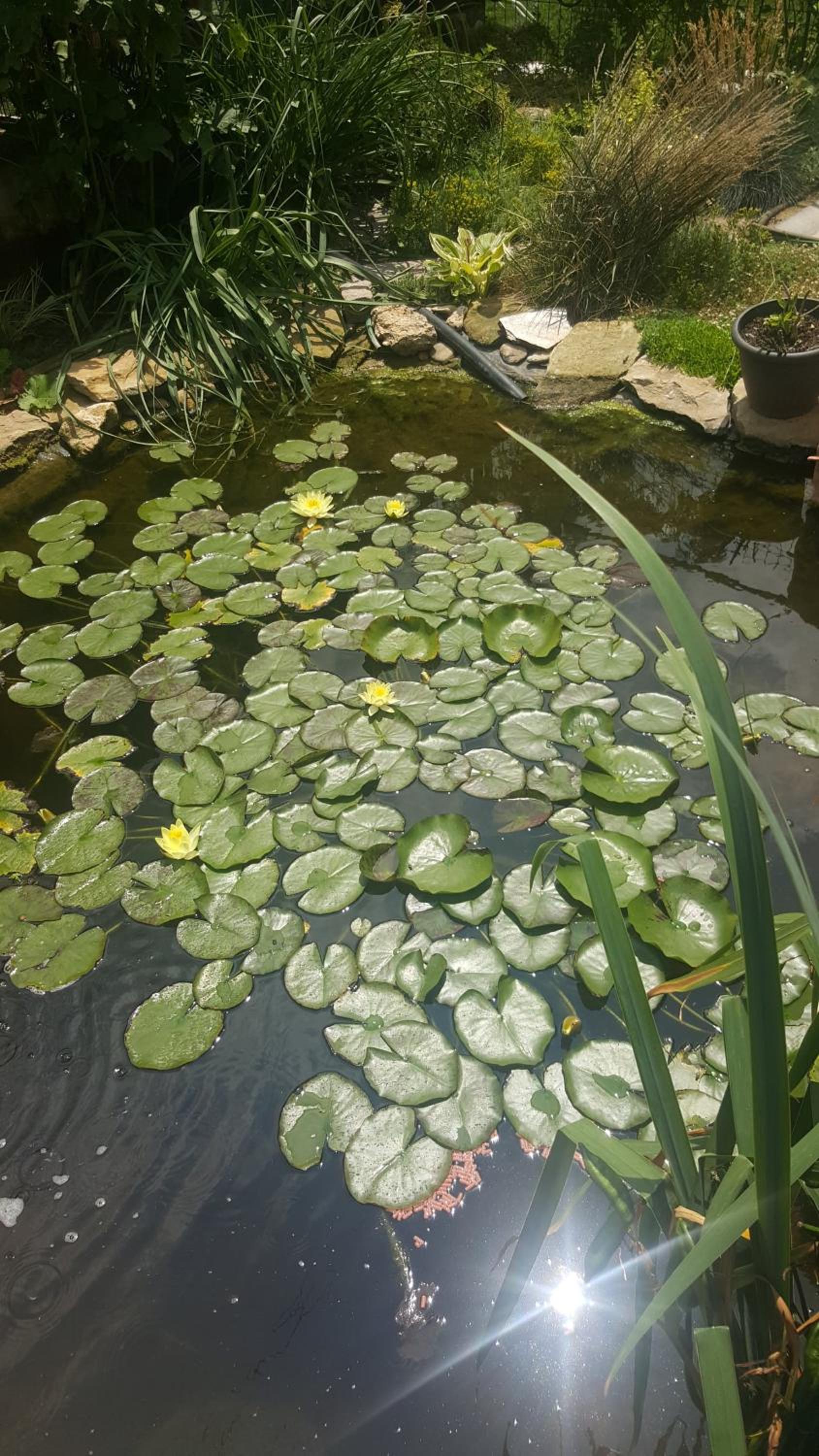 Photo 117
