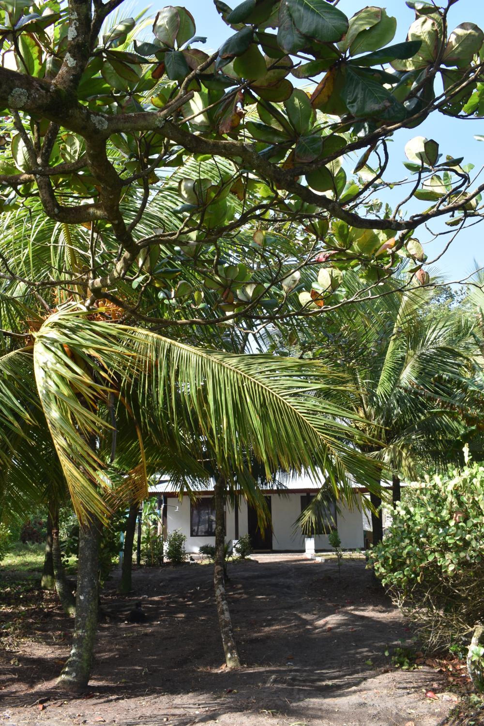 Casa turtle Bogue