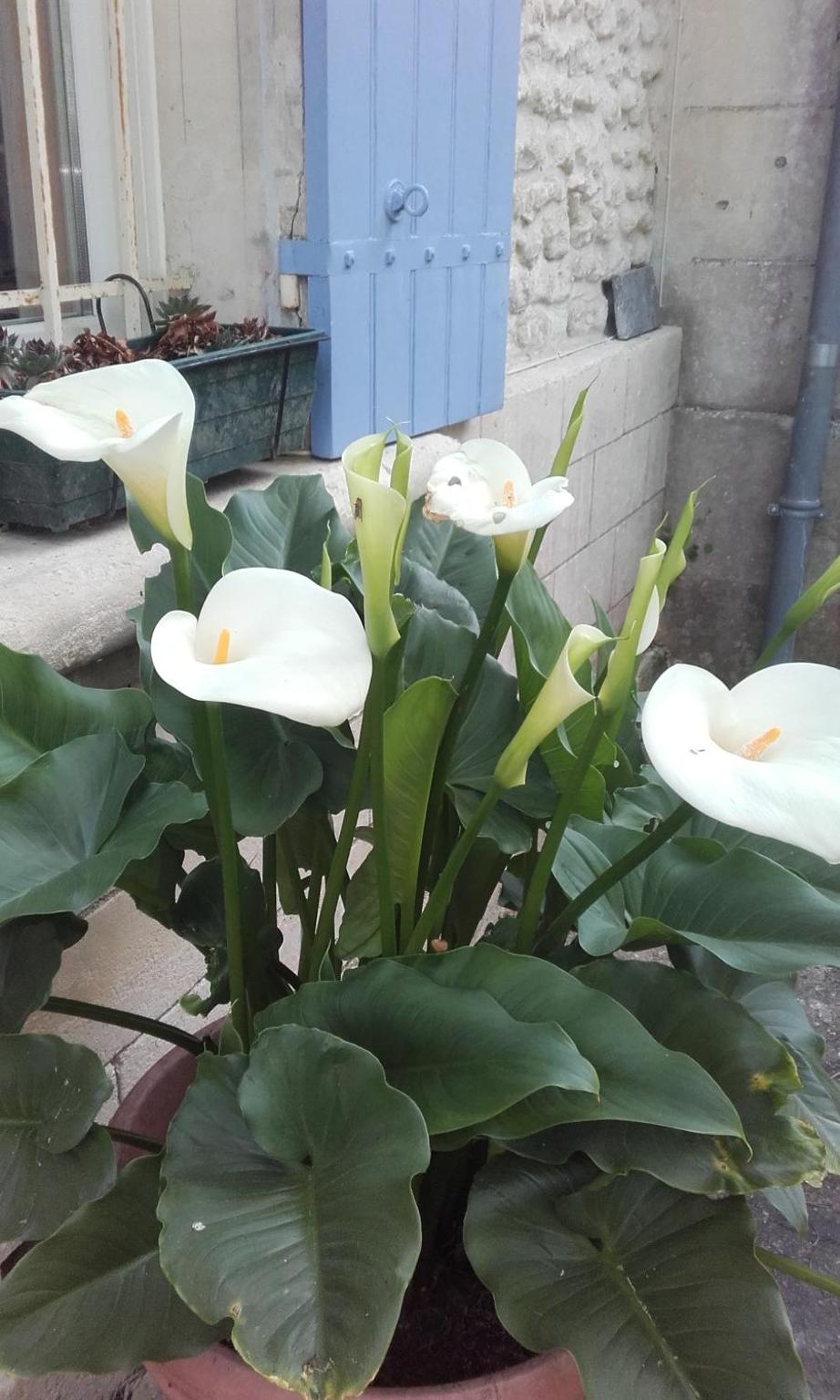 Photo 38