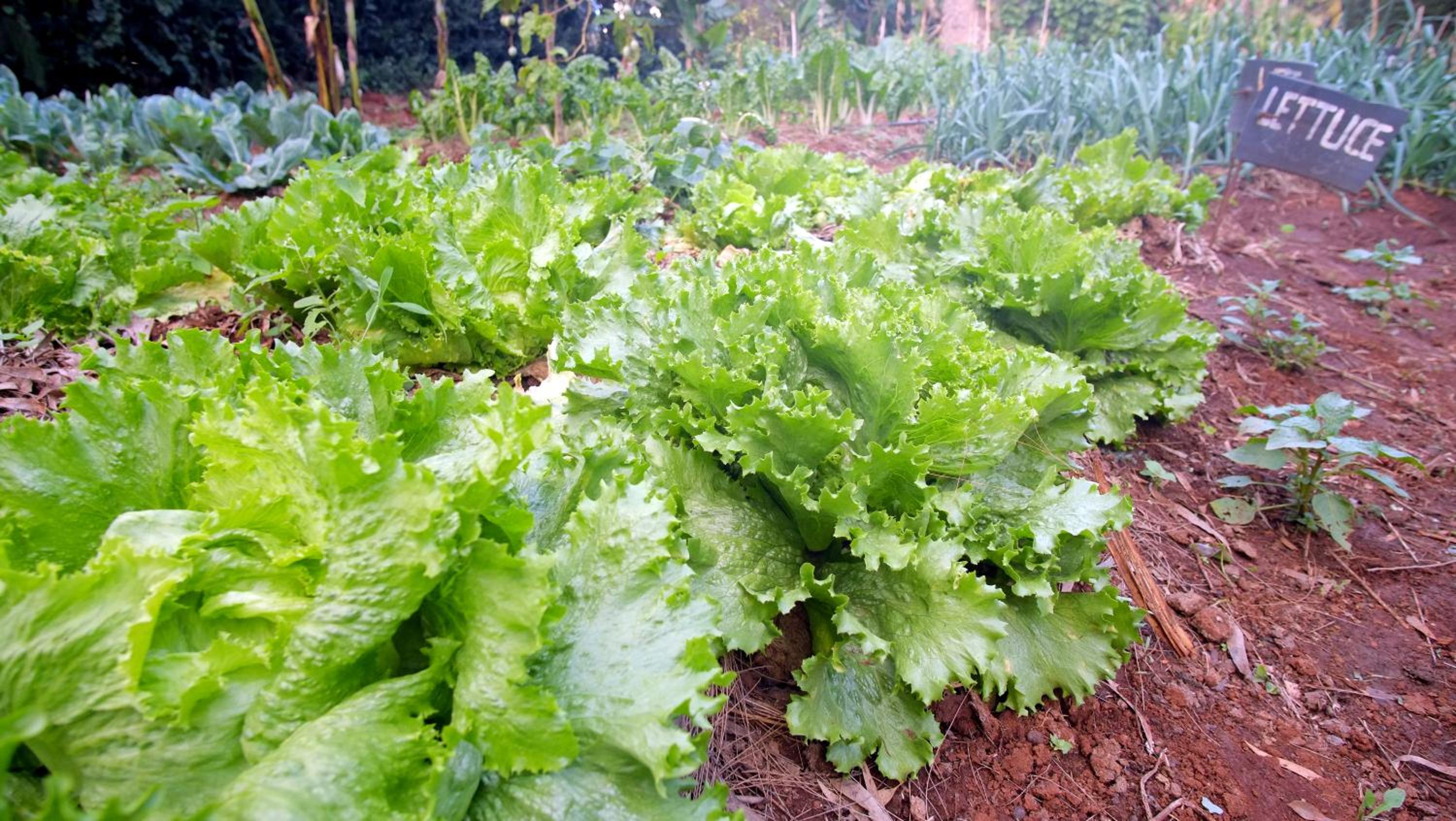Karen Little Paradise, ECO Garden Hotel & Farm