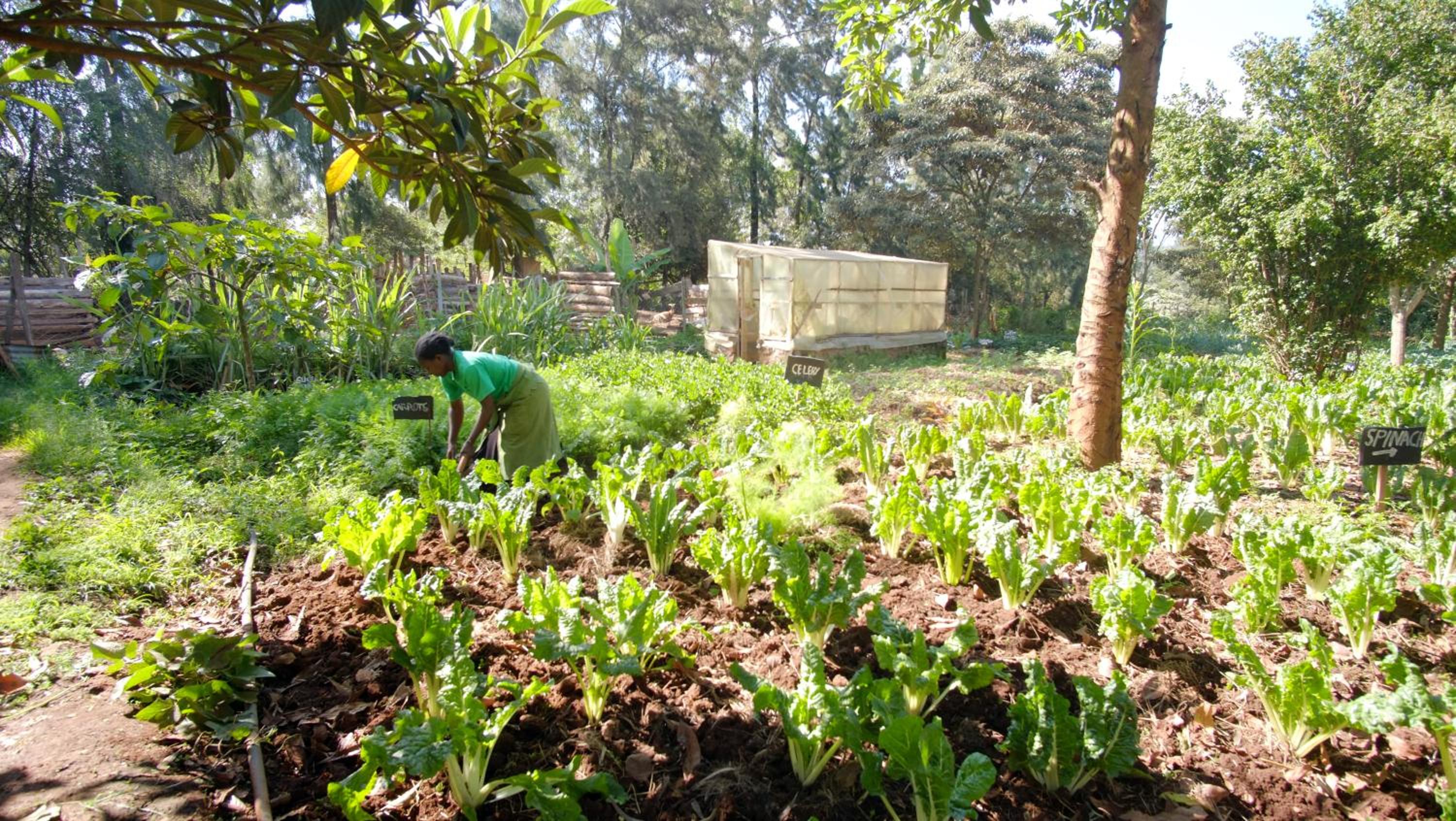 Karen Little Paradise, ECO Garden Hotel & Farm