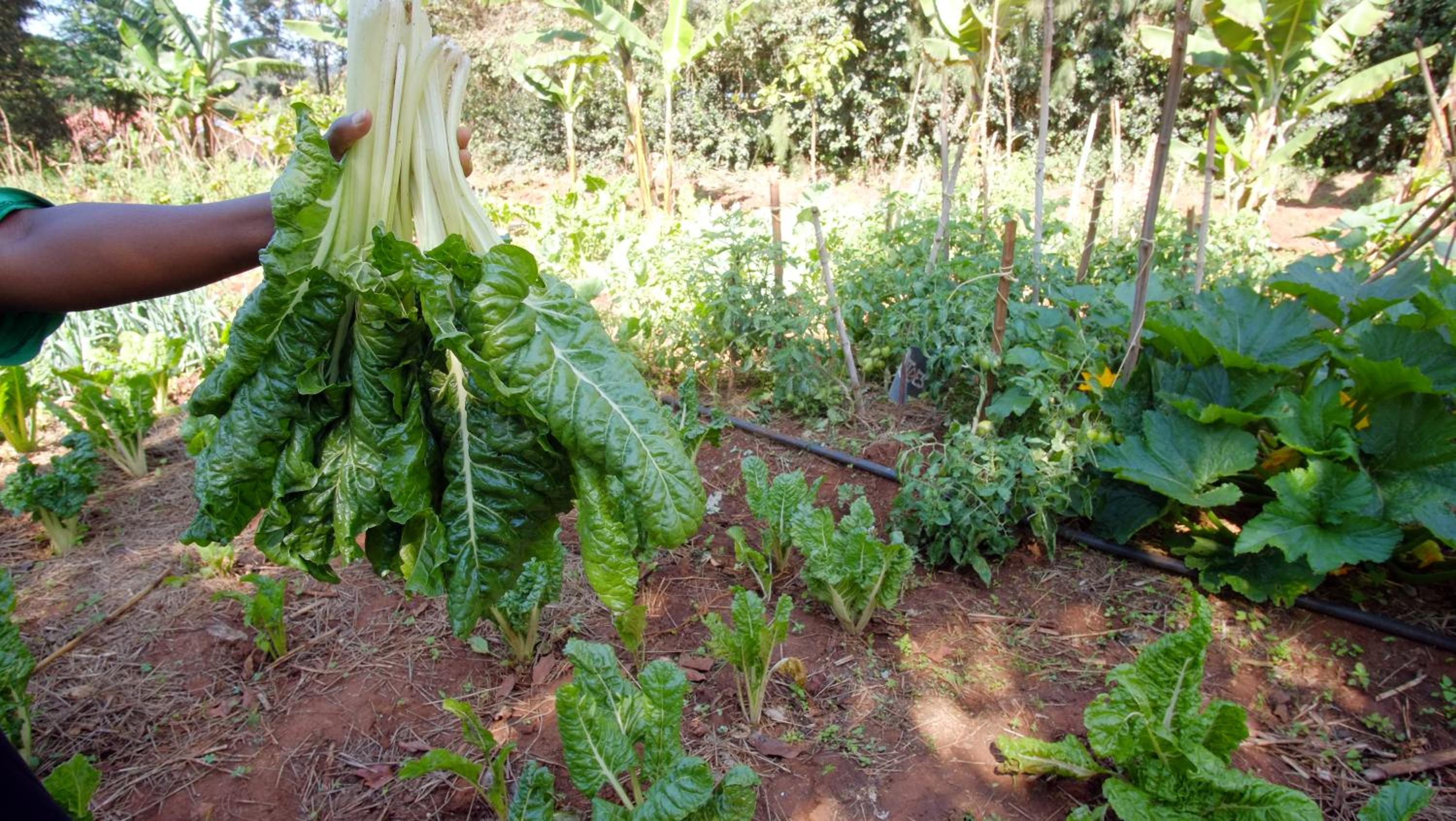 Karen Little Paradise, ECO Garden Hotel & Farm