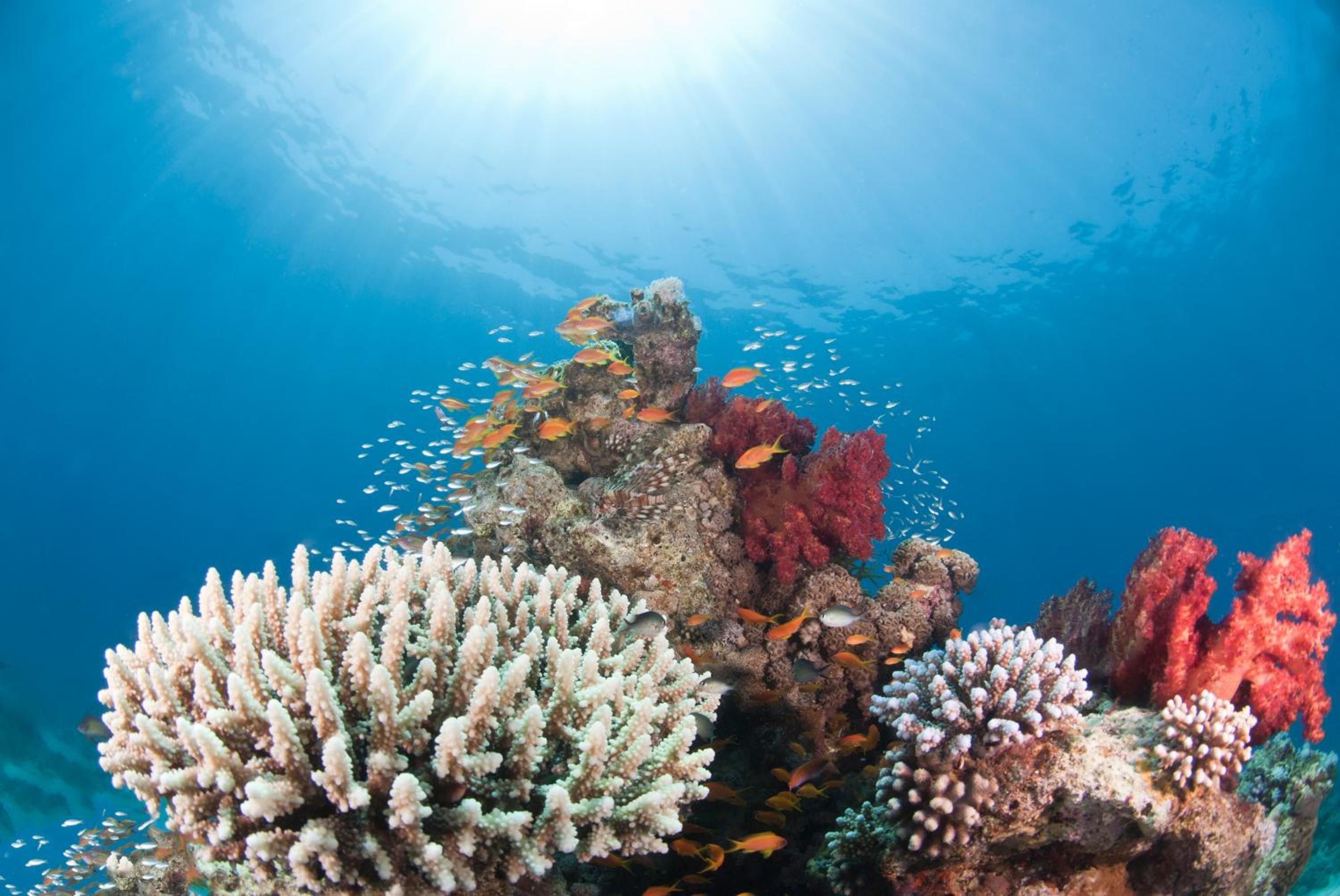 Aqaba Vacations - Aqaba Adventure Divers Resort Dive Center - Property Image 14