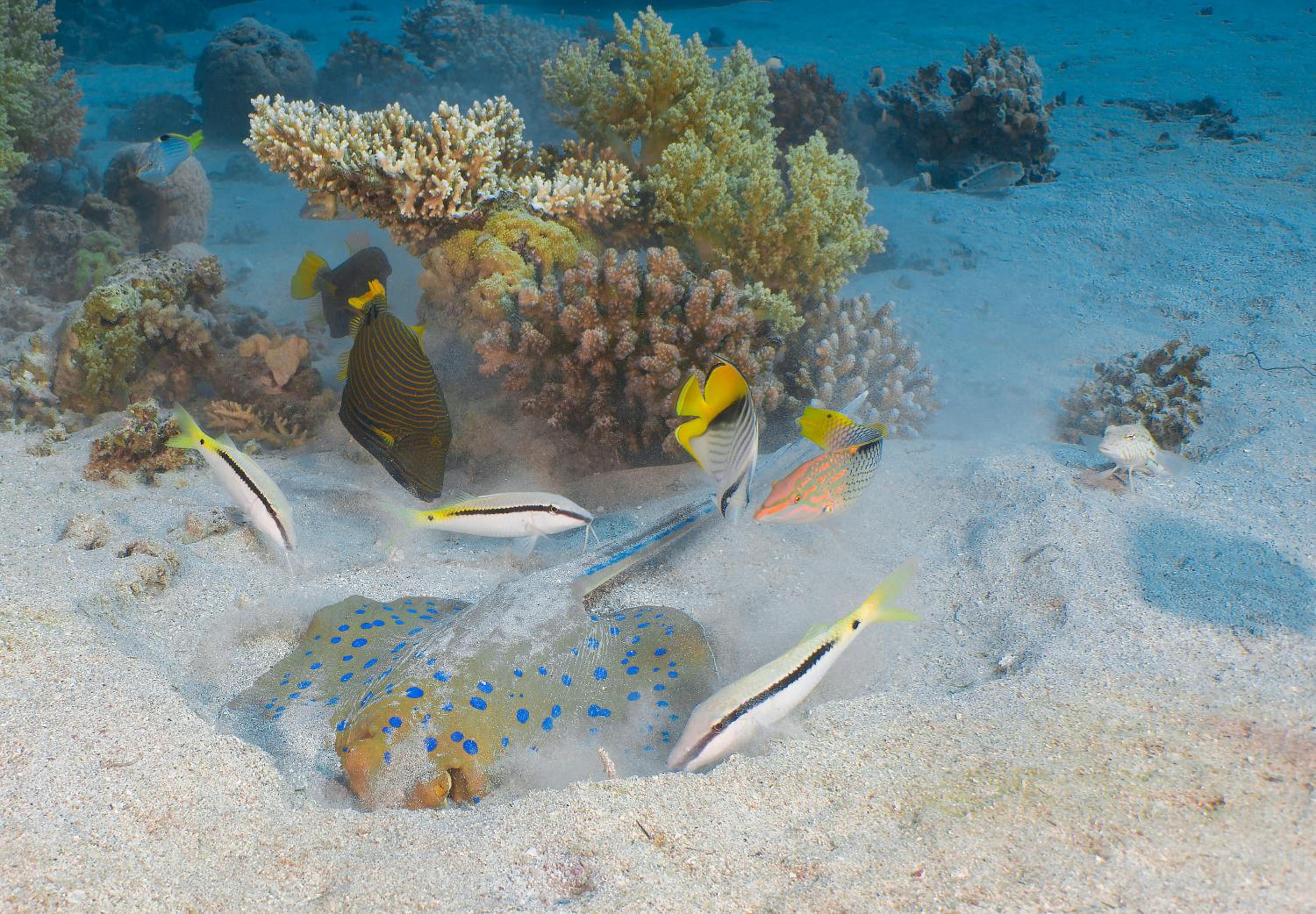 Aqaba Vacations - Aqaba Adventure Divers Resort Dive Center - Property Image 15