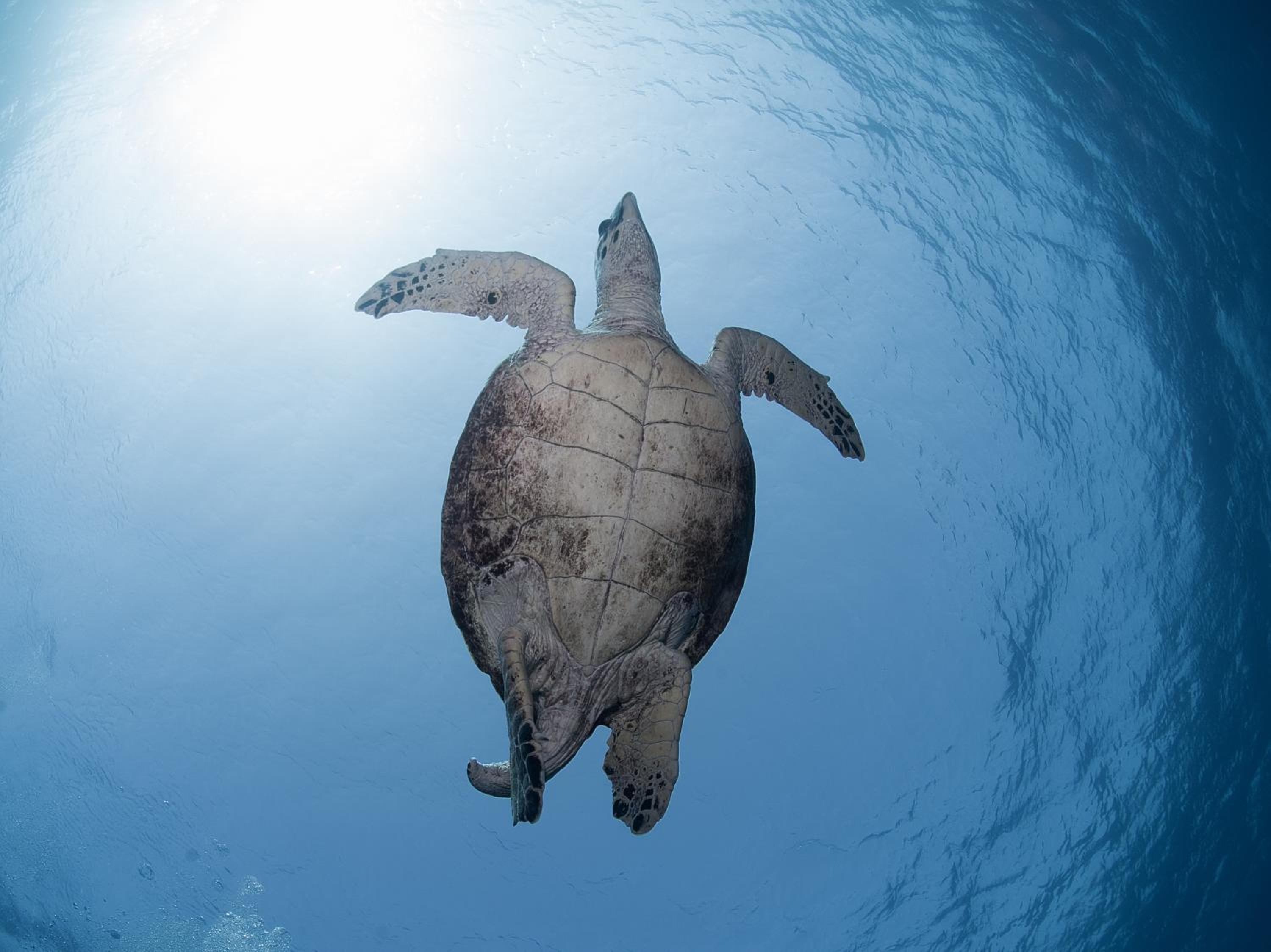 Aqaba Vacations - Aqaba Adventure Divers Resort  Dive Center - Property Image 7