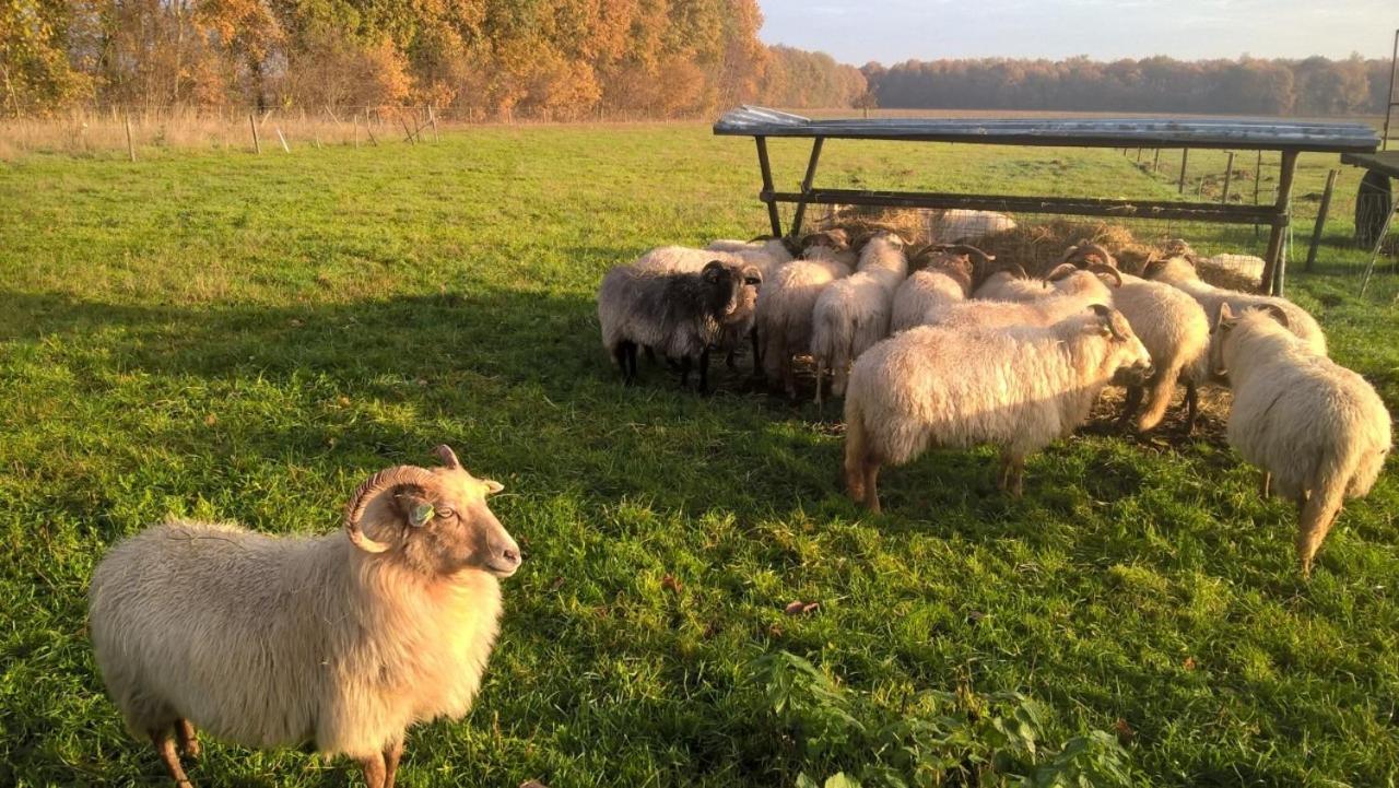 Pipowagen Lidewei Groningen Westerwolde unieke ligging met eigen tuin en vrij uitzicht over veld naar natuurgebied