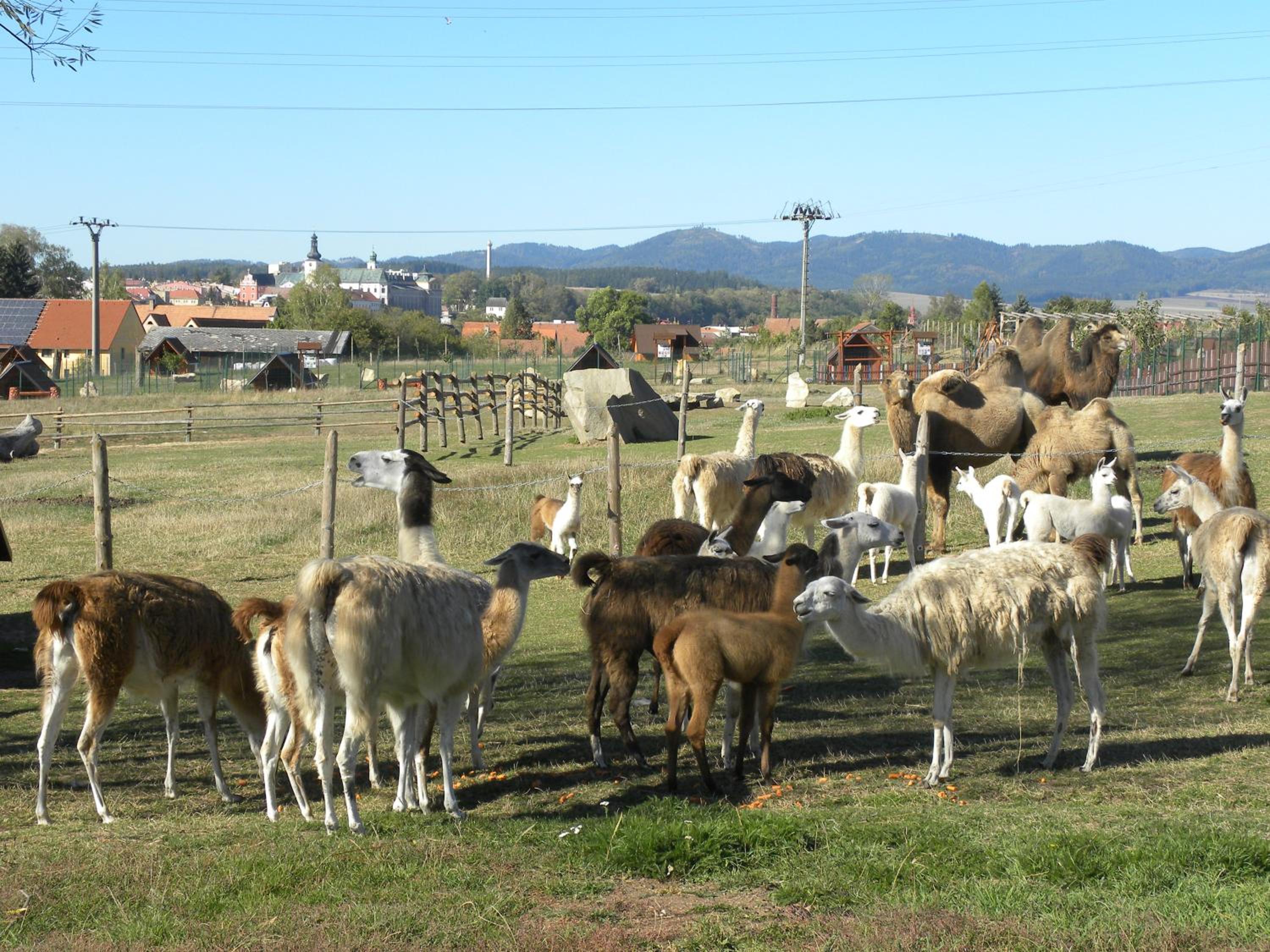 Farma Wenet