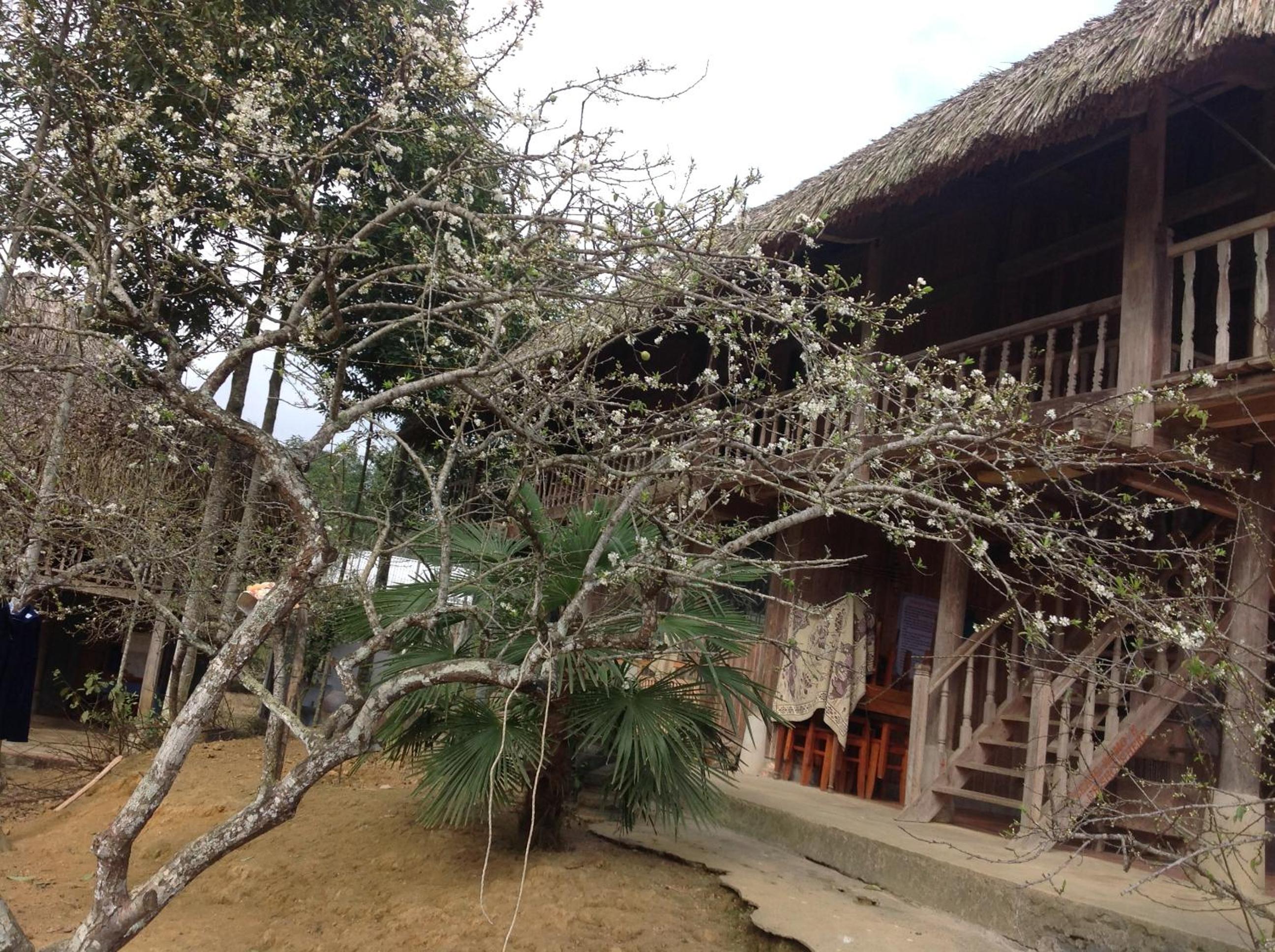 Sa House Bac Ha