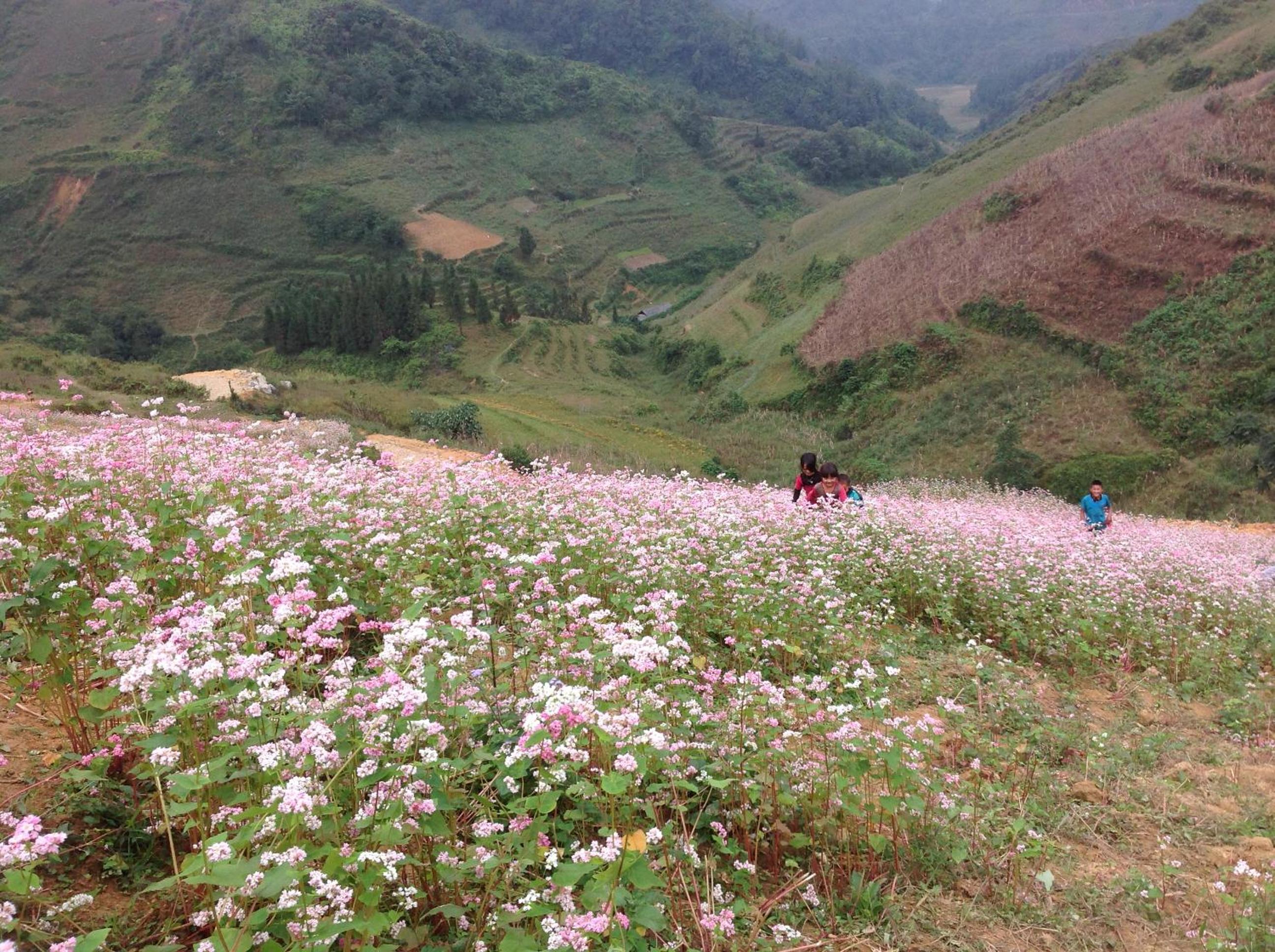 Sa House Bac Ha