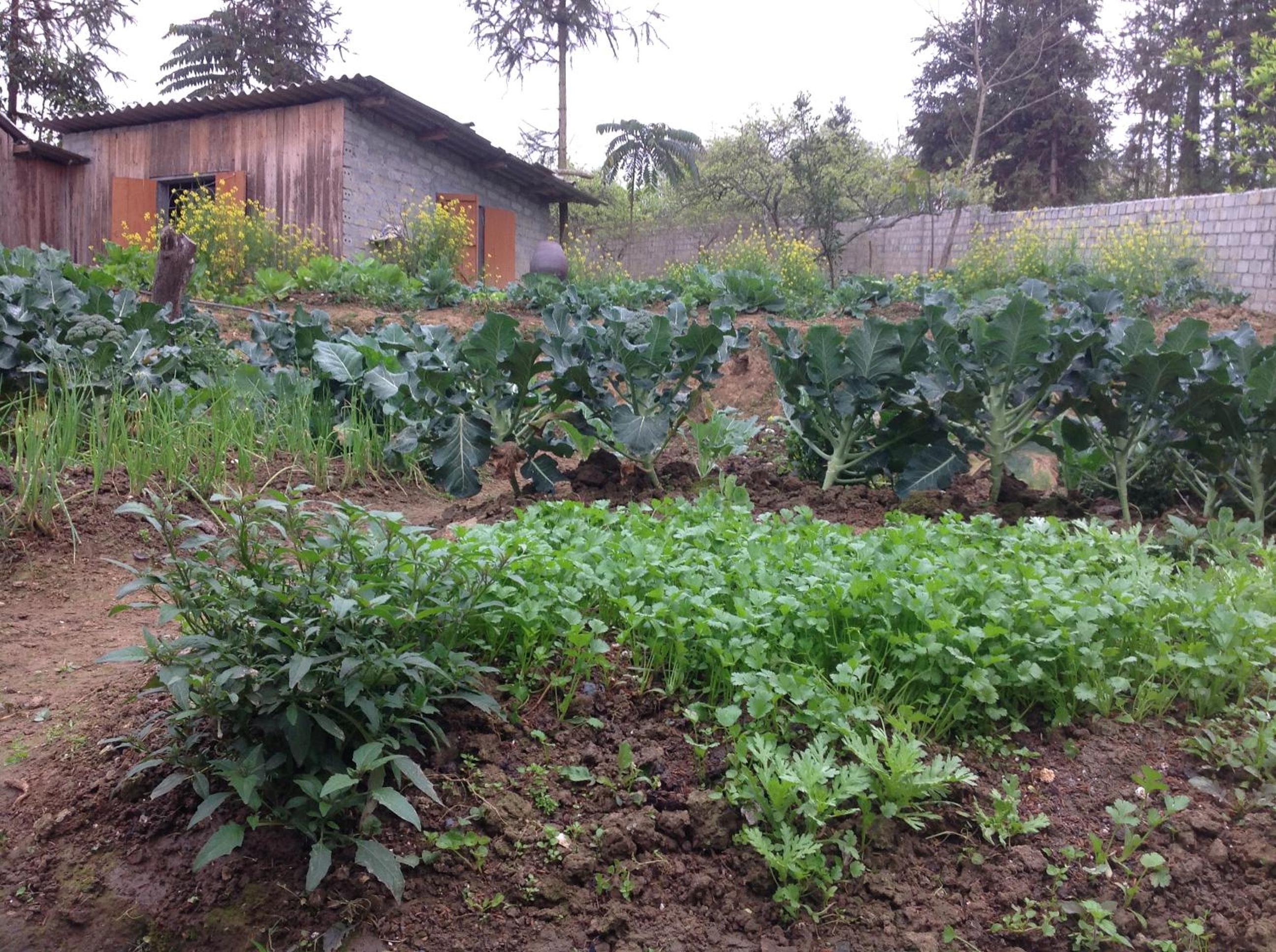 Sa House Bac Ha
