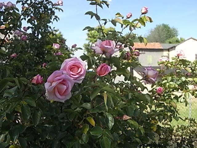Bed & breakfast Villa Lisetta