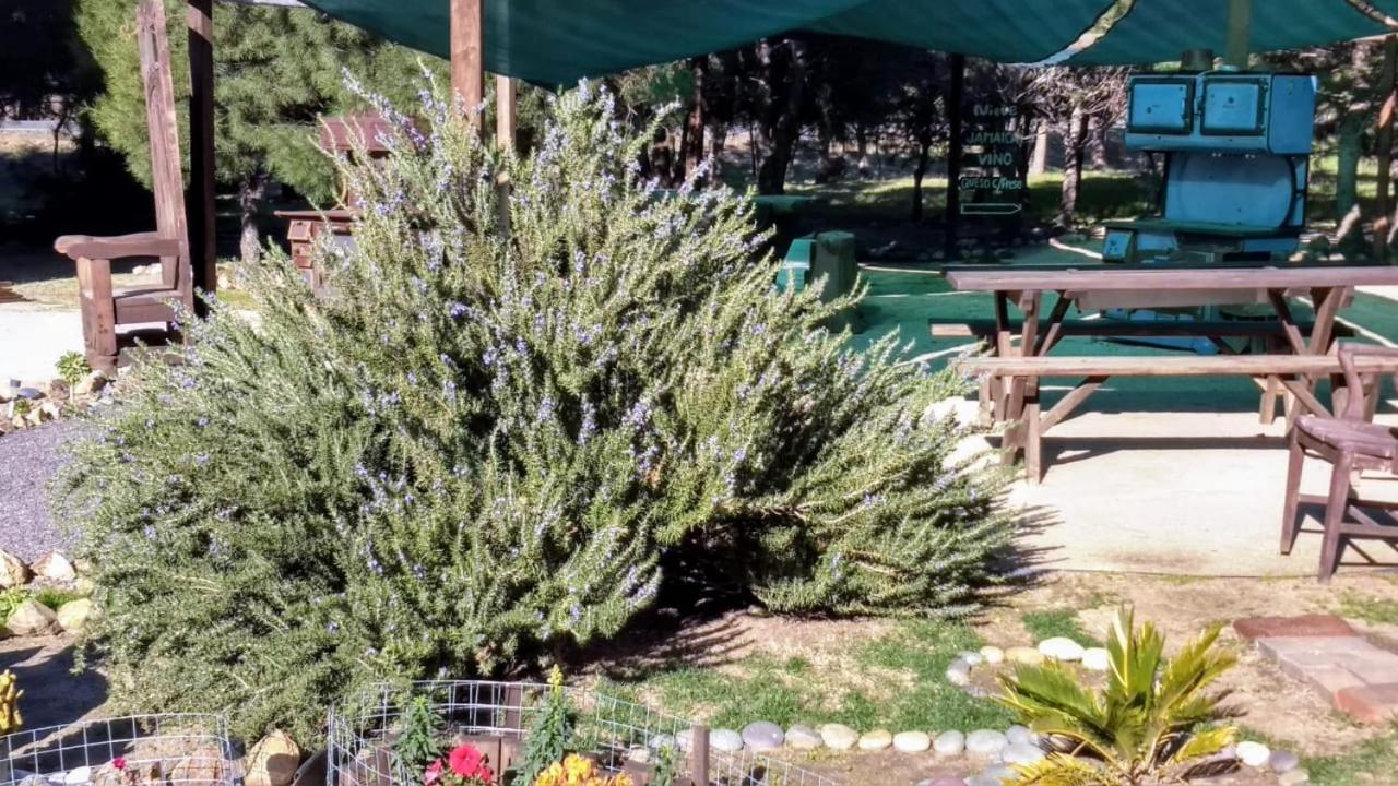 Fernabella's Lodge