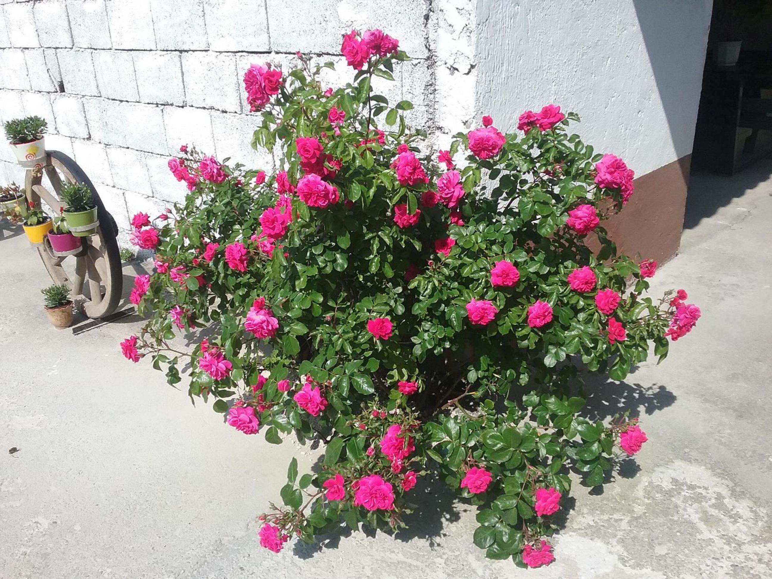 Photo 16