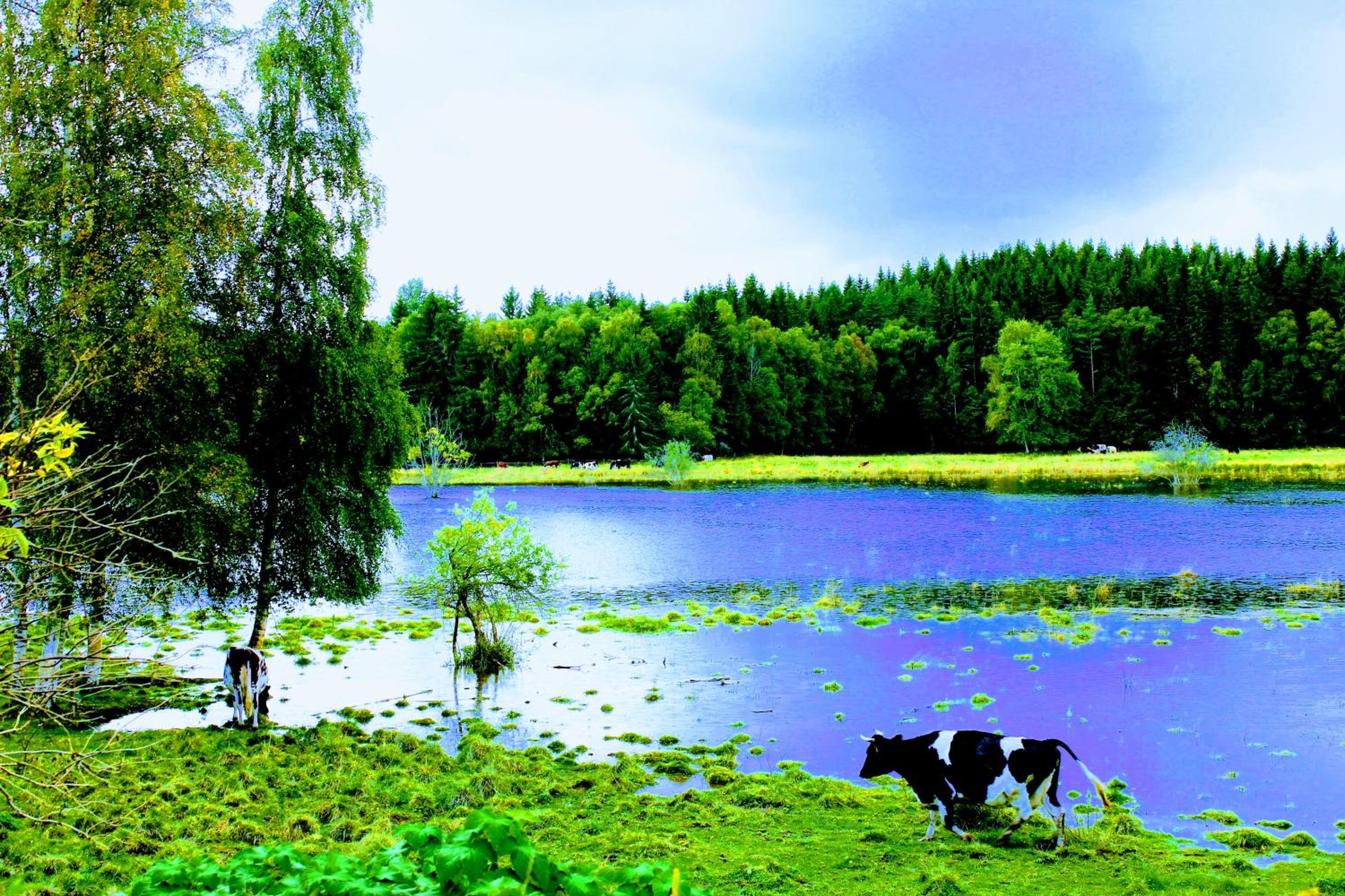Photo 45