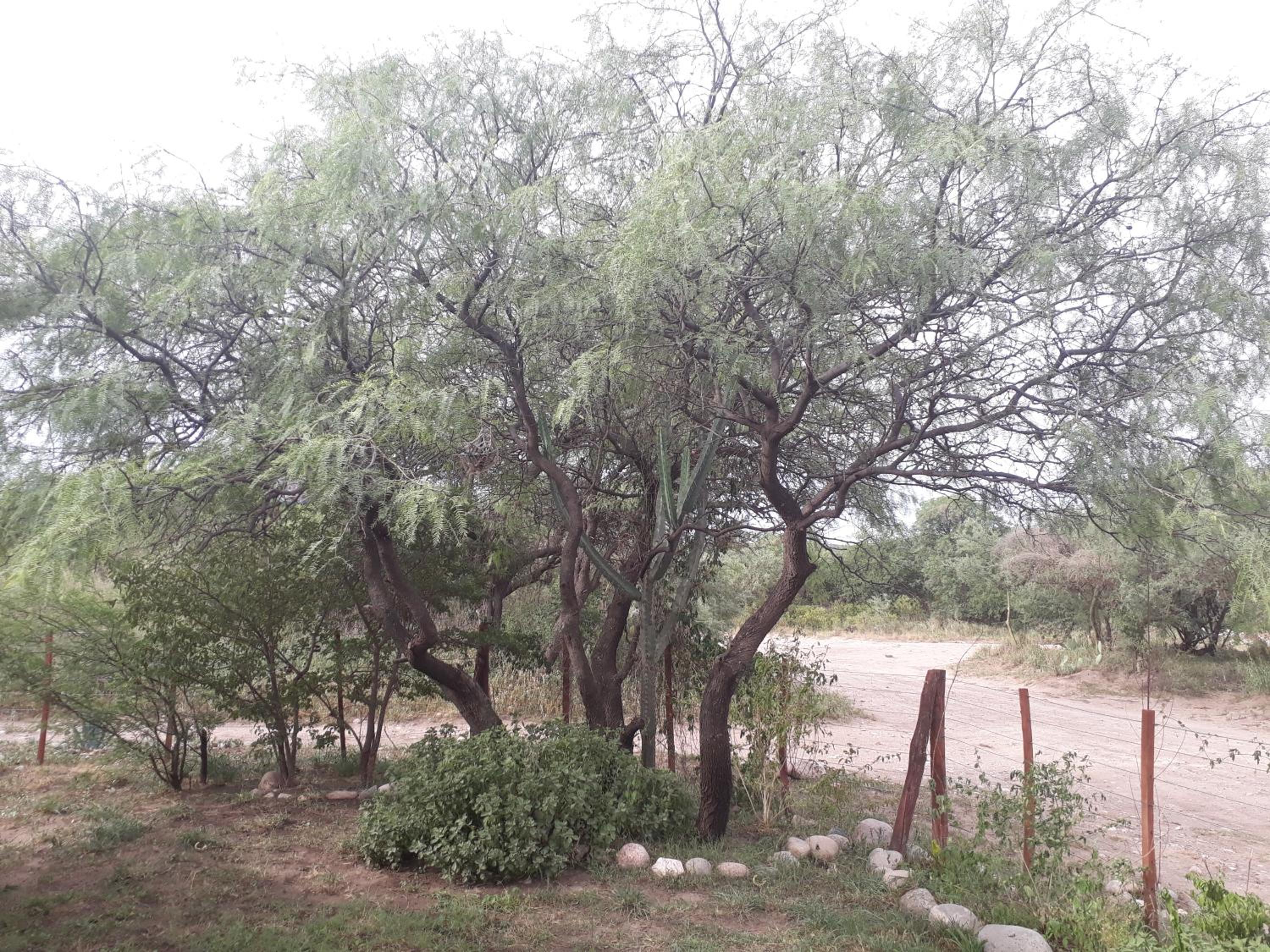 Jardin de Estrellas