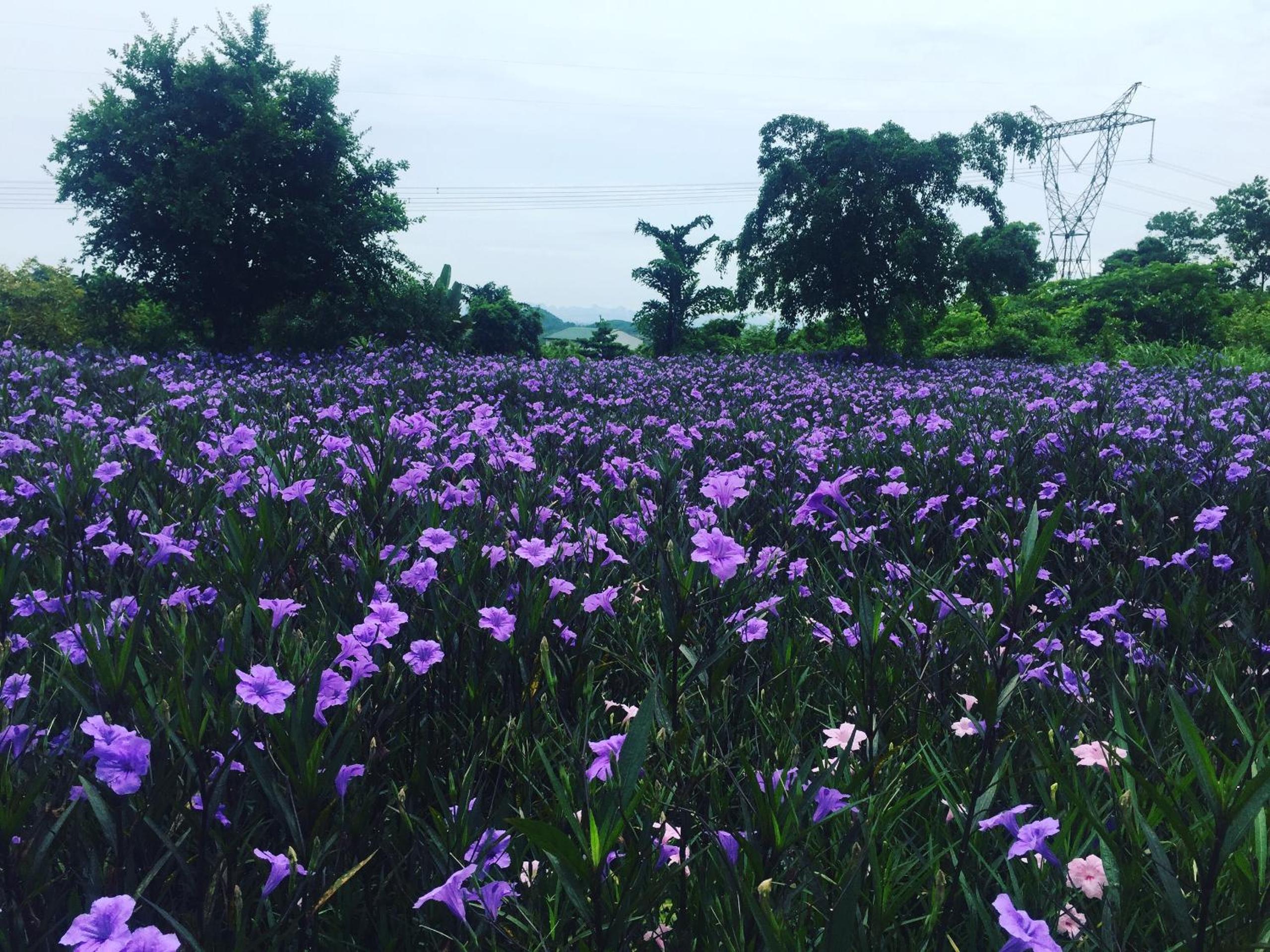 Cuc Phuong Mineral Resort Ninh Binh