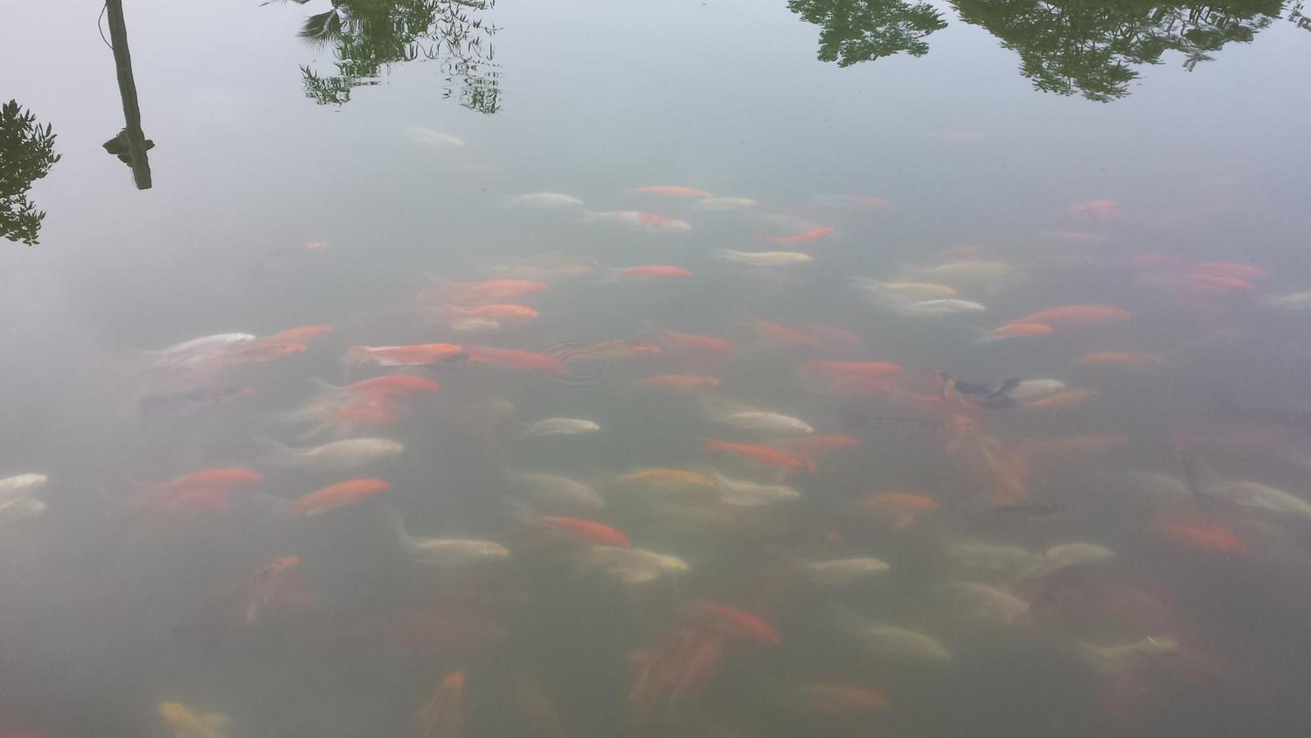 Cuc Phuong Mineral Resort Ninh Binh