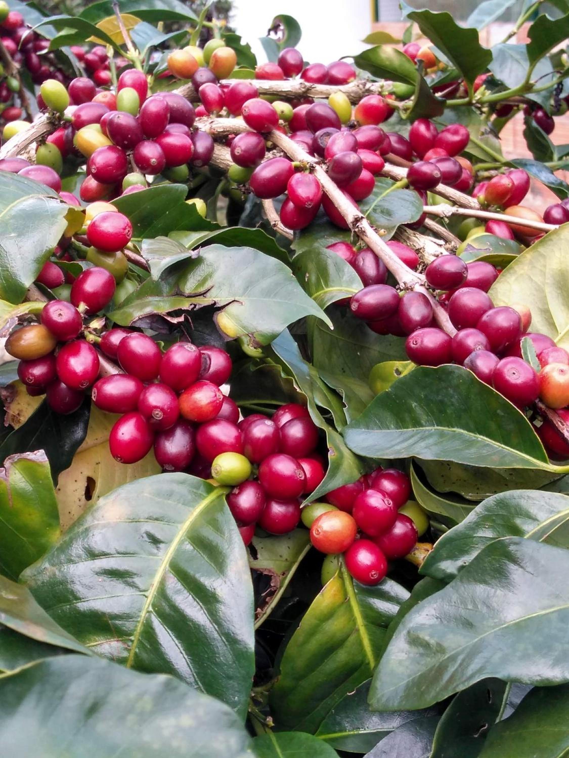 Huerto Cafetero Las Delicias