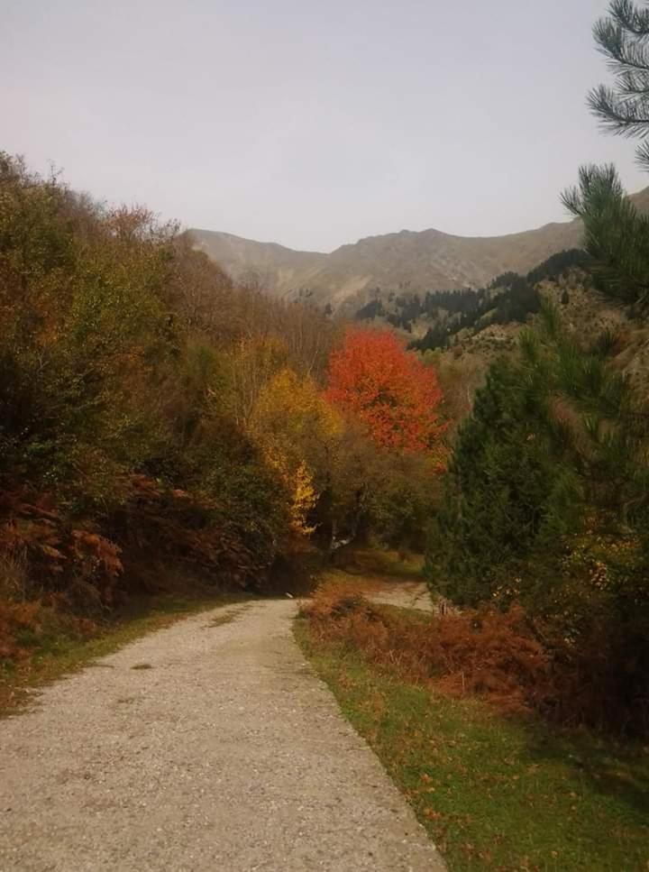 Photo 44