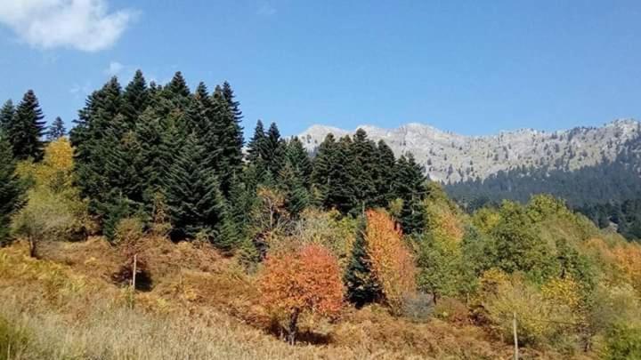 Photo 43