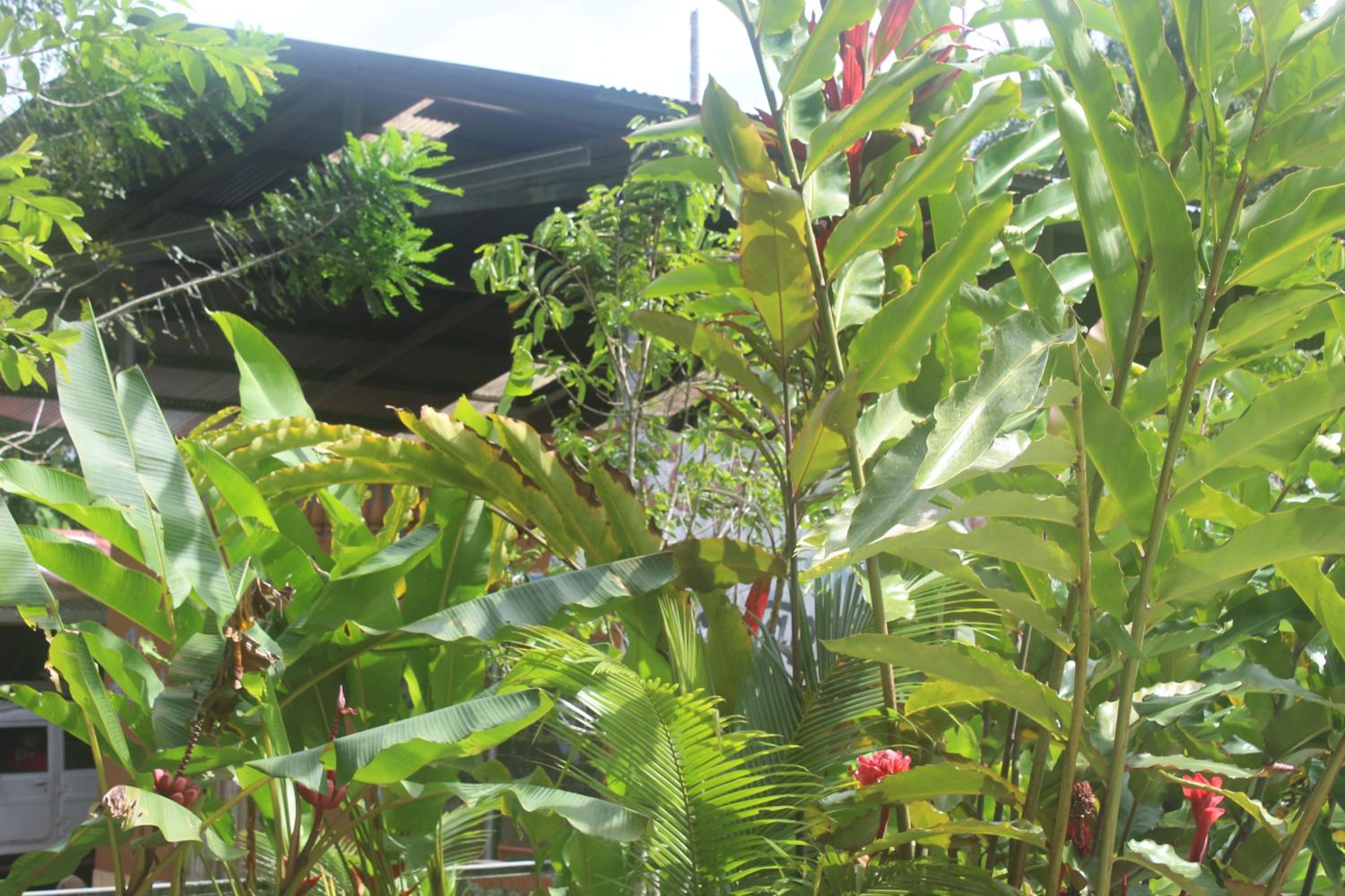 Iguanitas Lodge