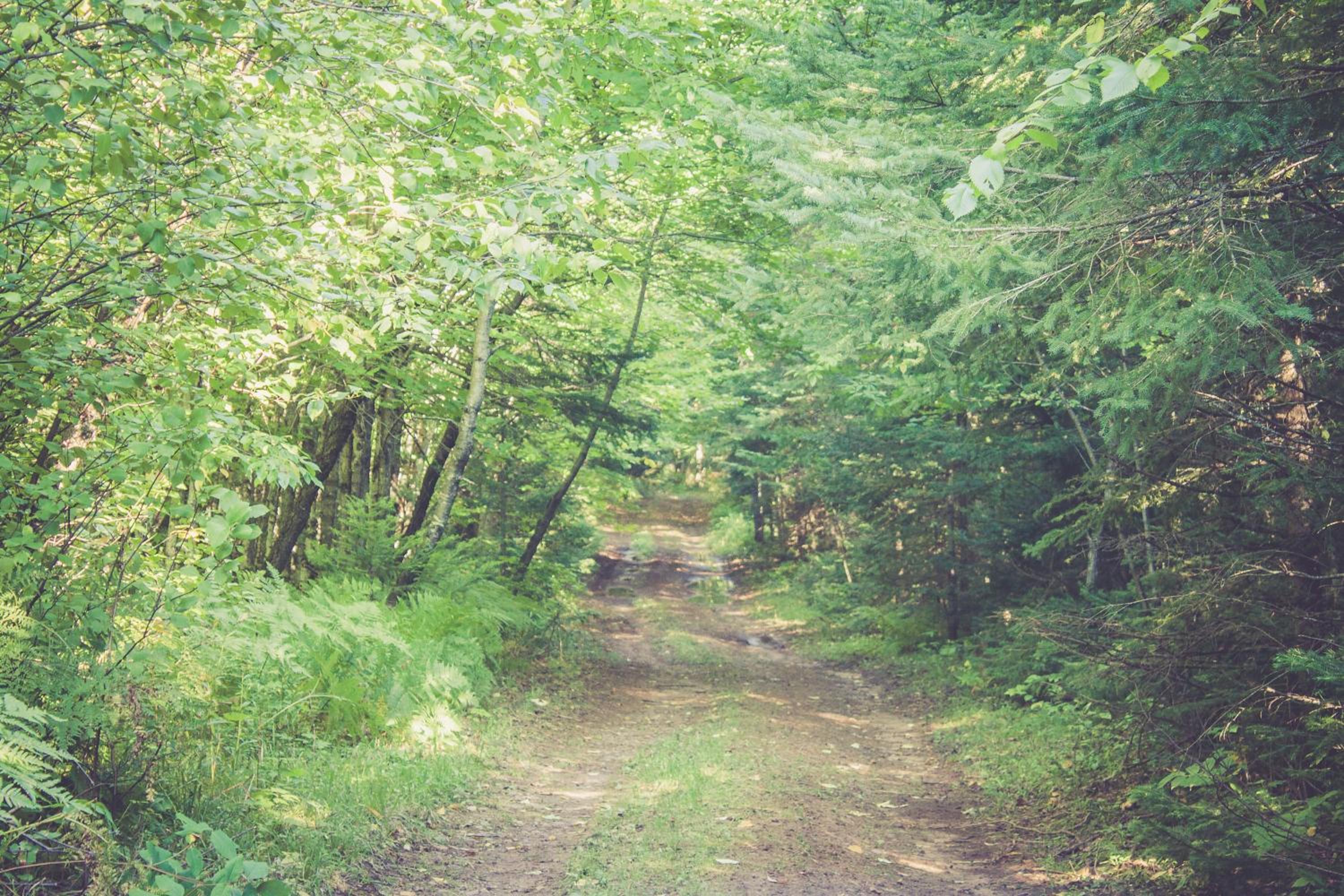 North Ironwood Acres - Black River Lodge