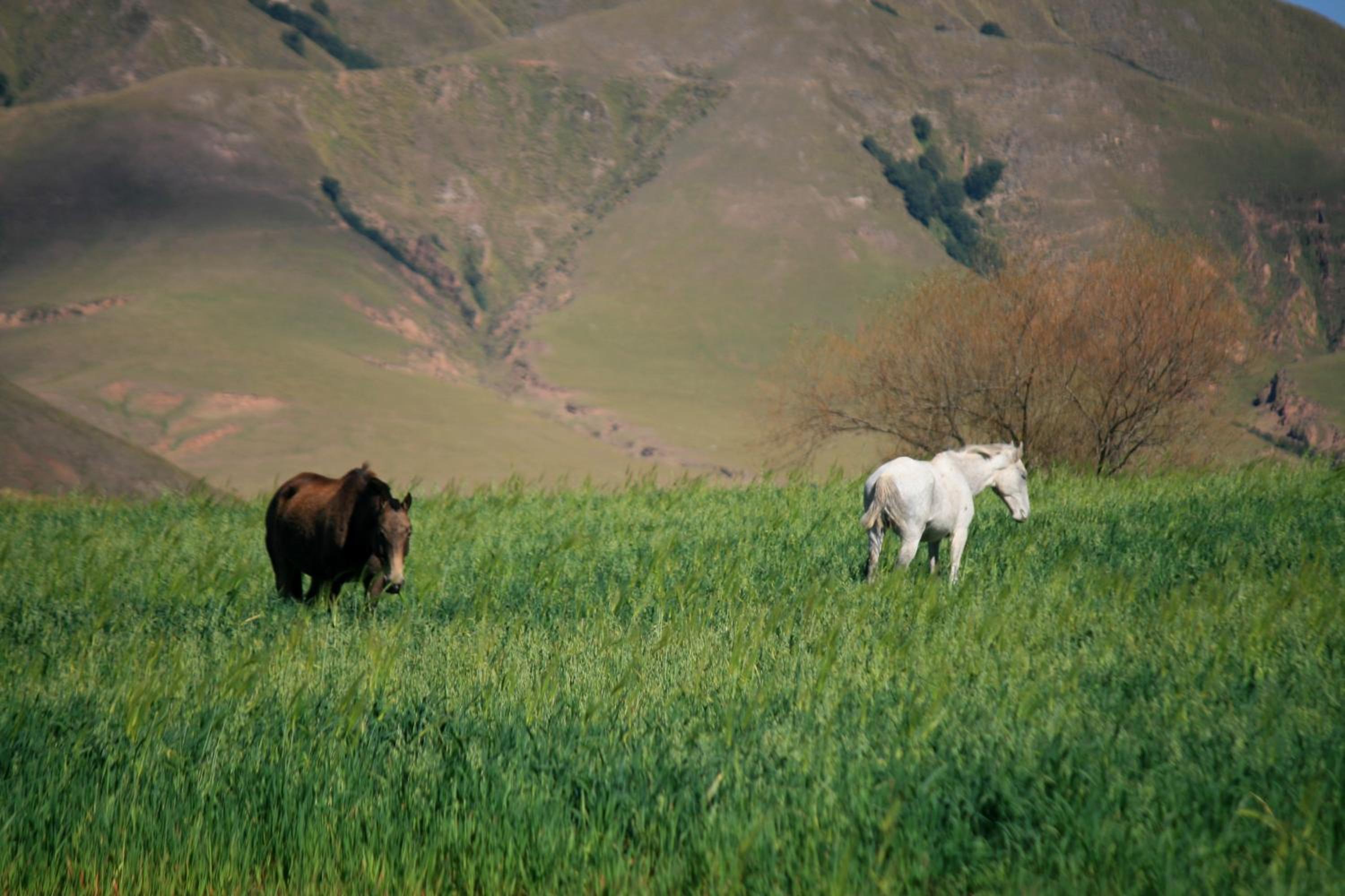 Estancia Las Carreras