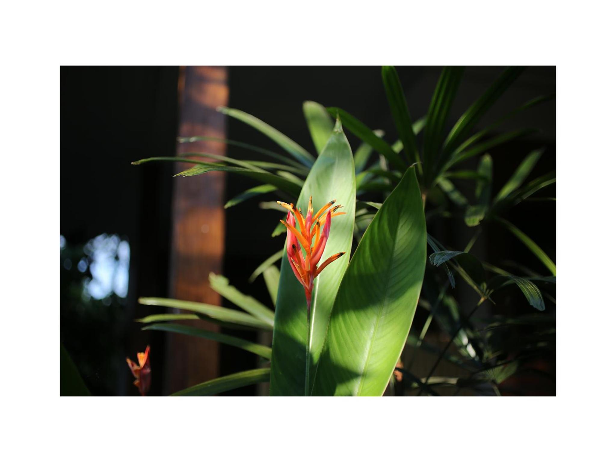 In Da Garden 67