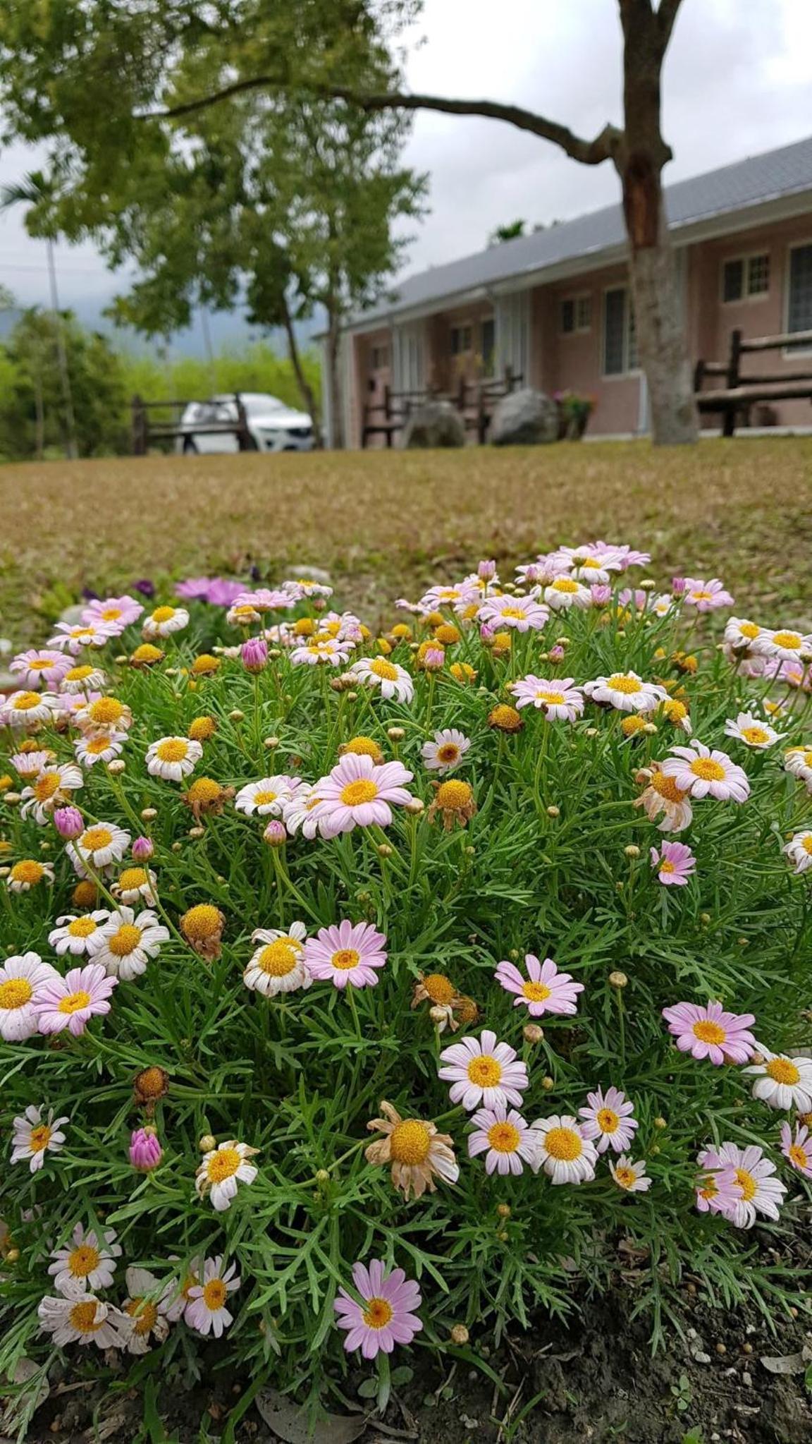 鳳林薔薇如画星空民宿, fotografía 3