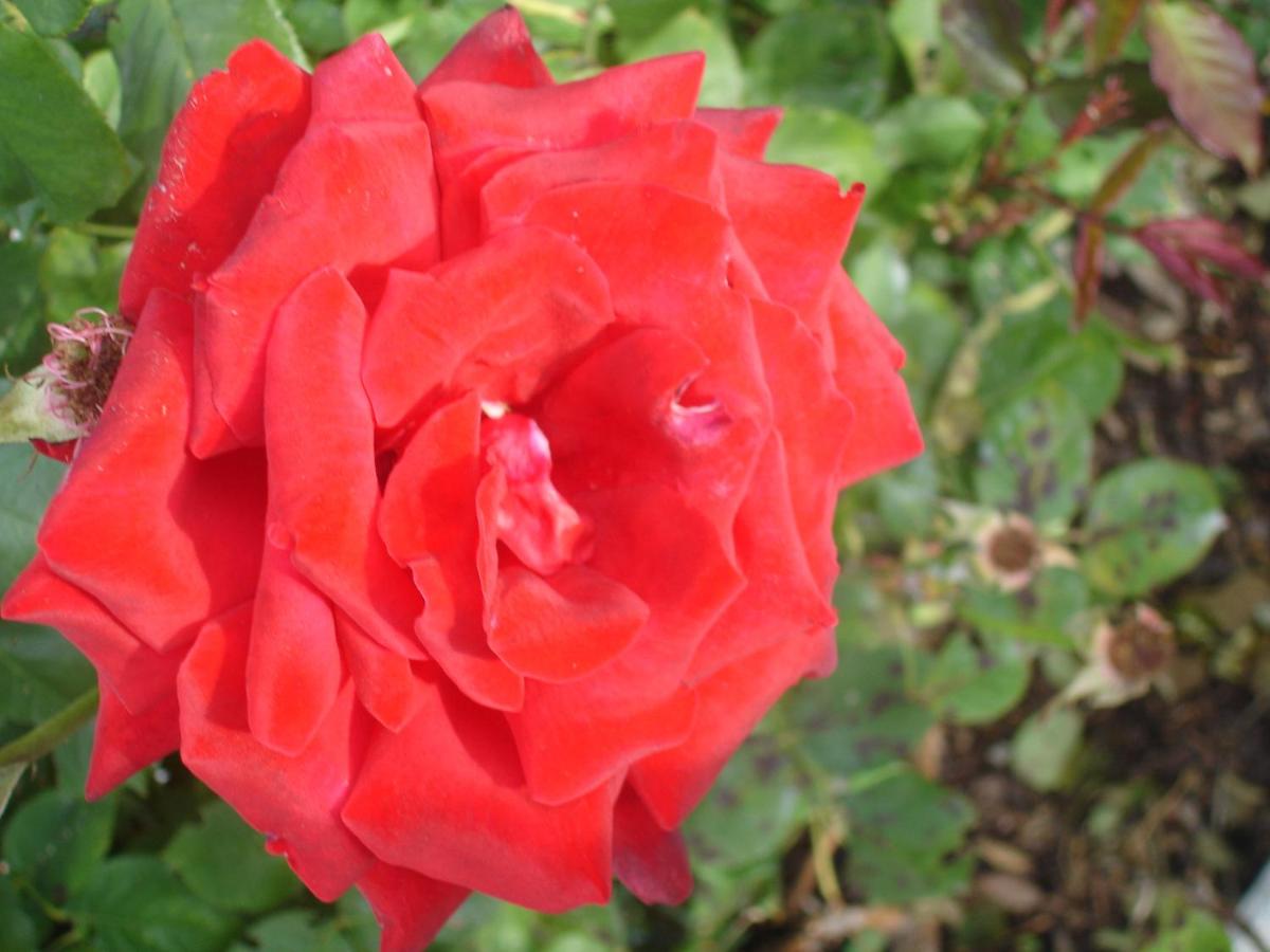 Photo 56