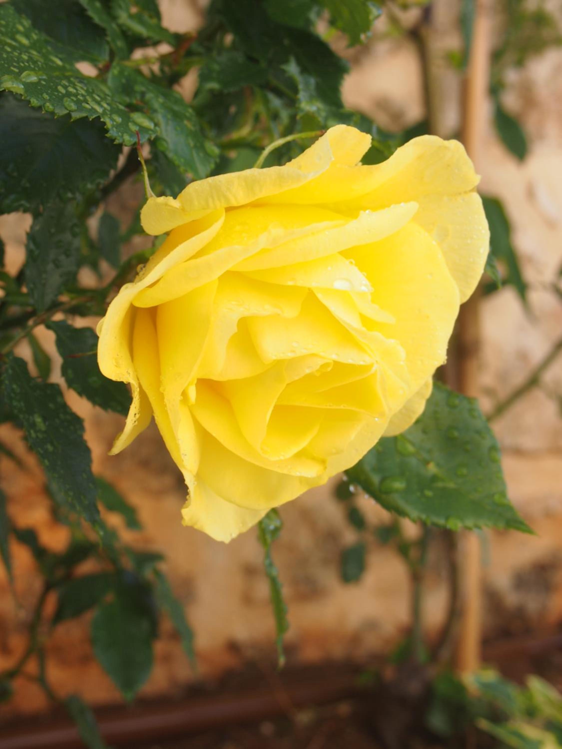Photo 41