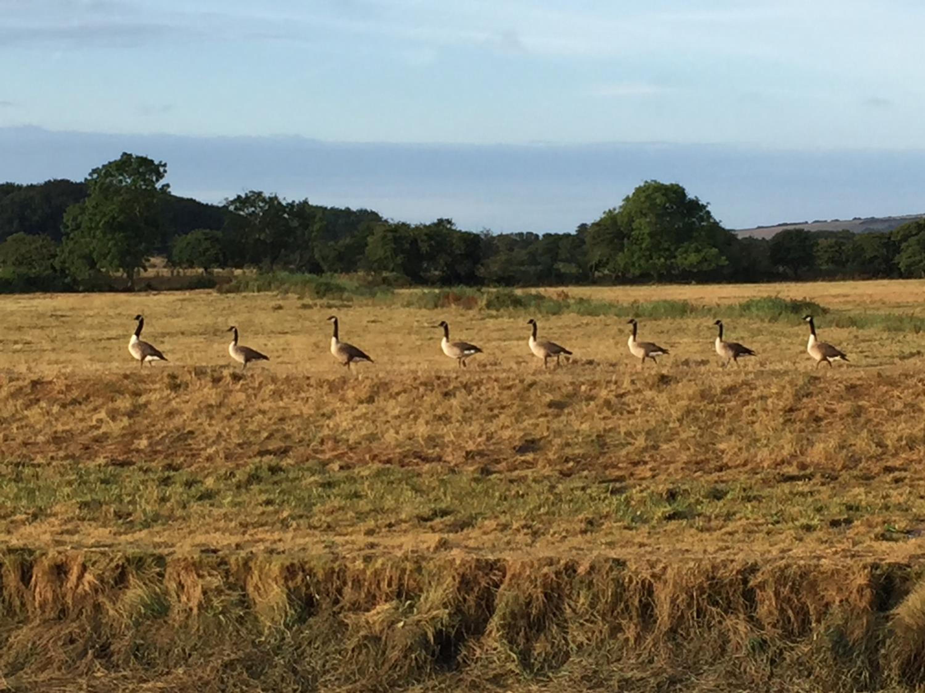 other