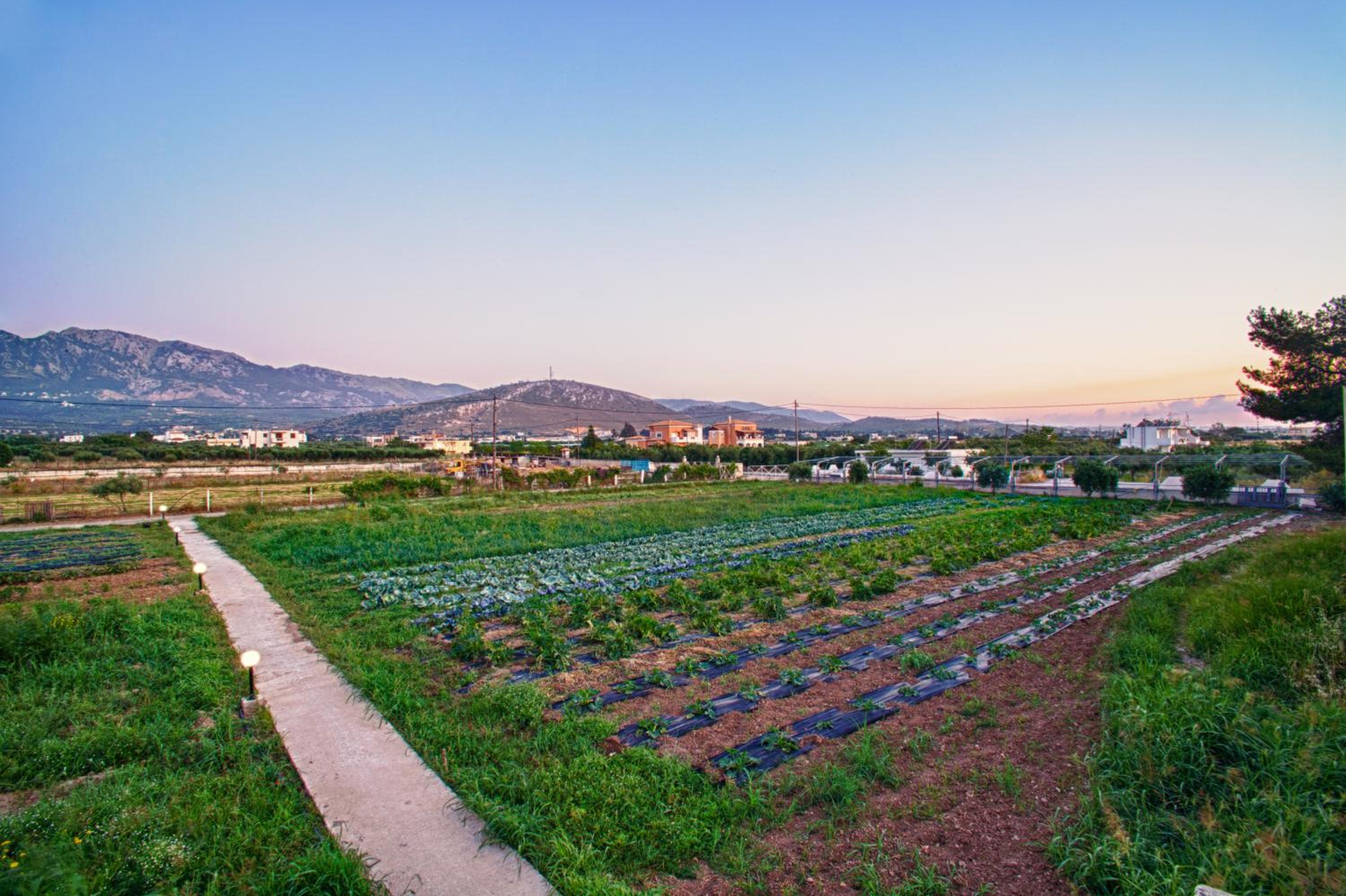 garden
