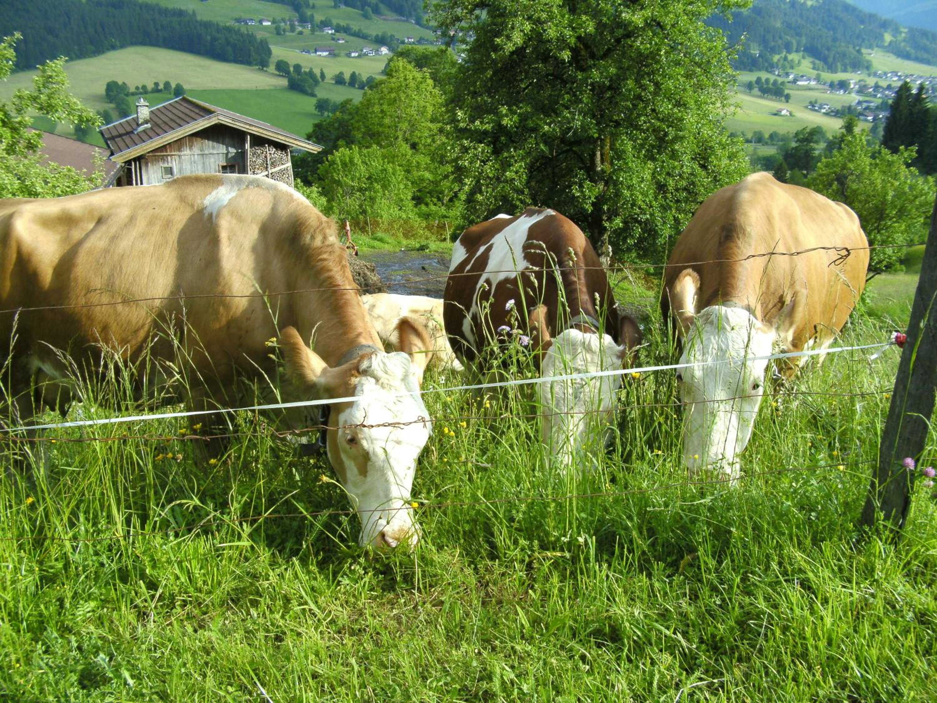 Bauernhof Hundbichl
