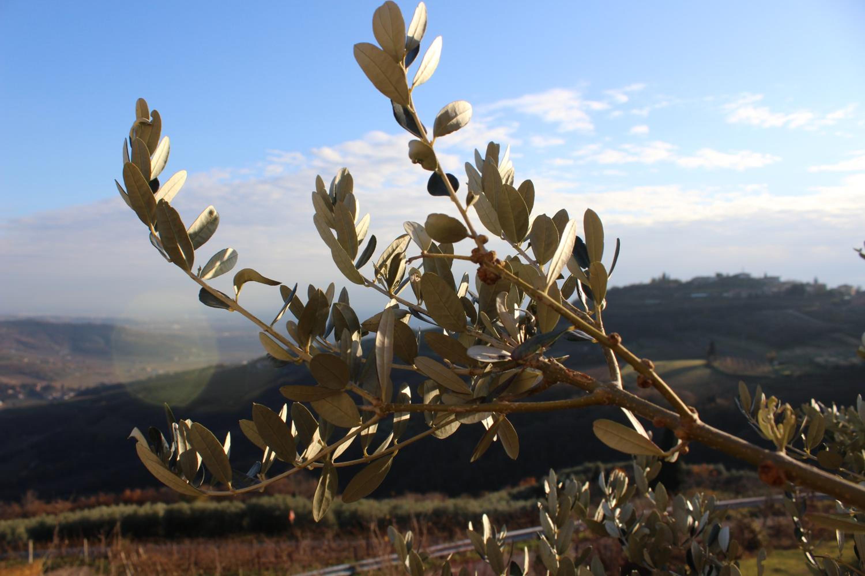 Podere Castagne