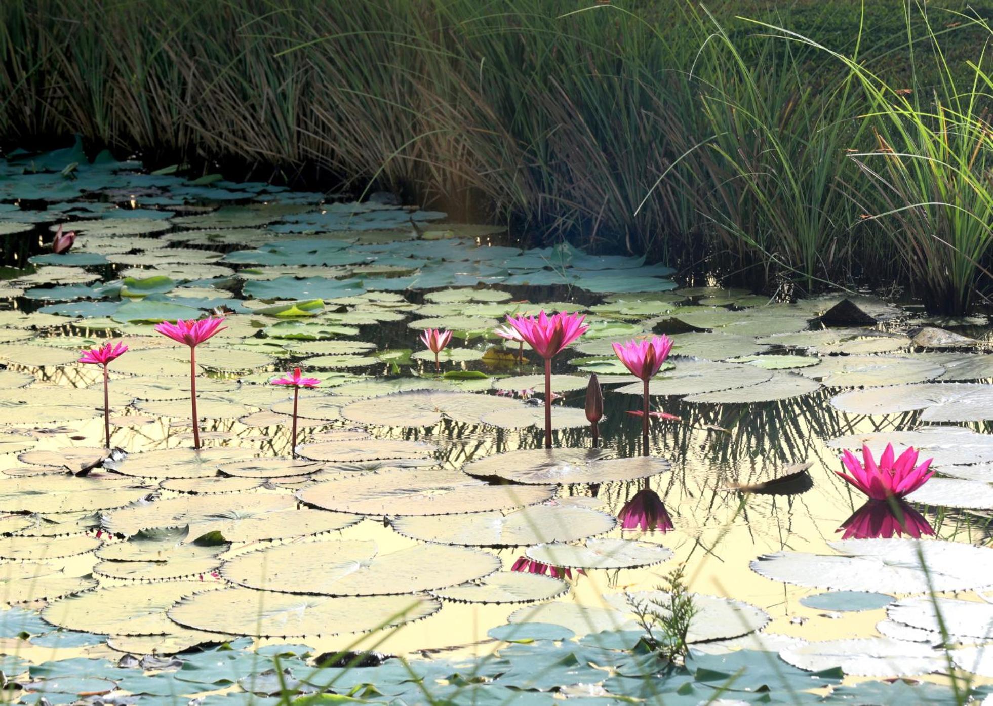 Niraamaya Wellness Retreats Backwaters And Beyond Kumarakom