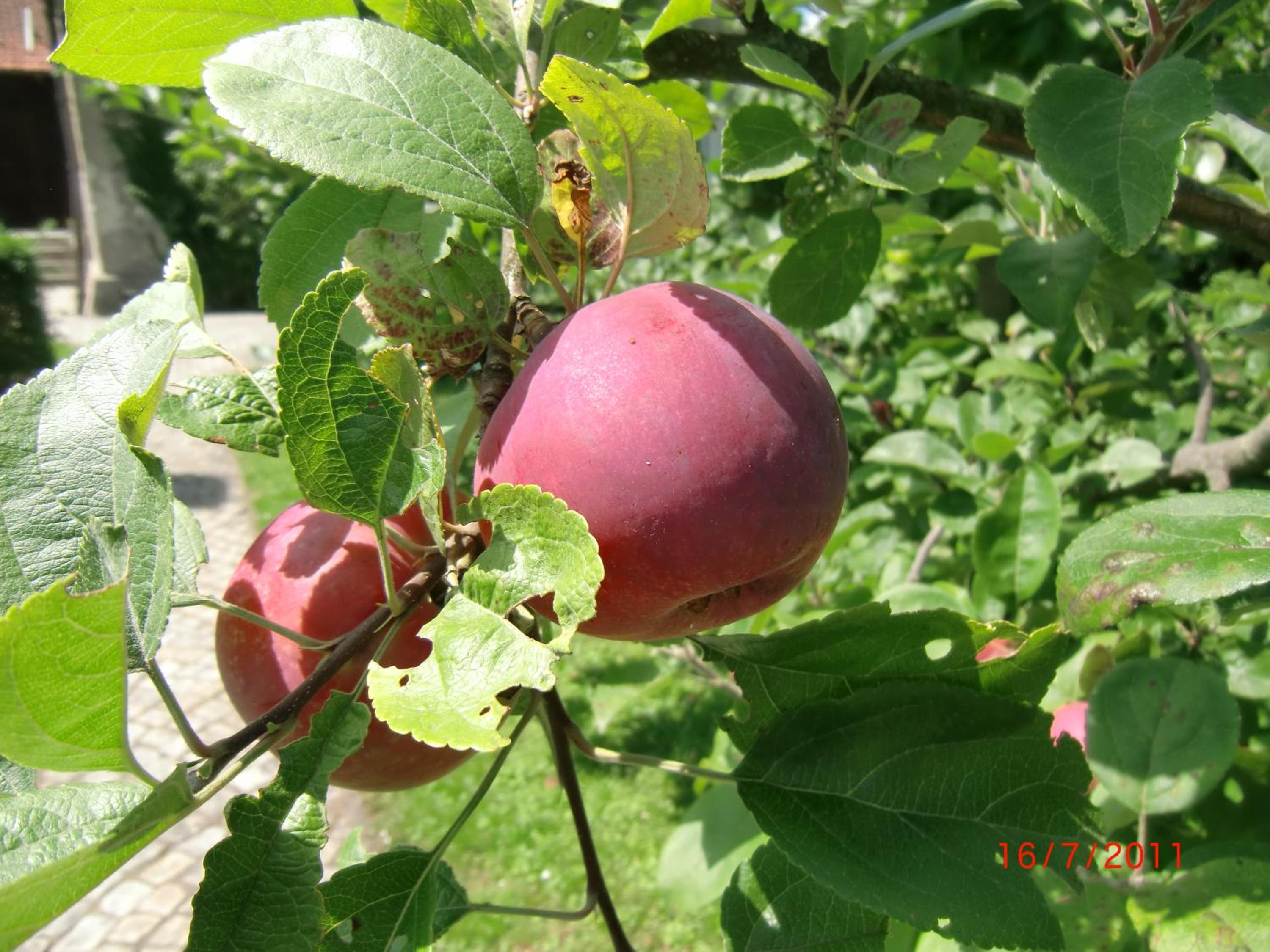 Photo 53