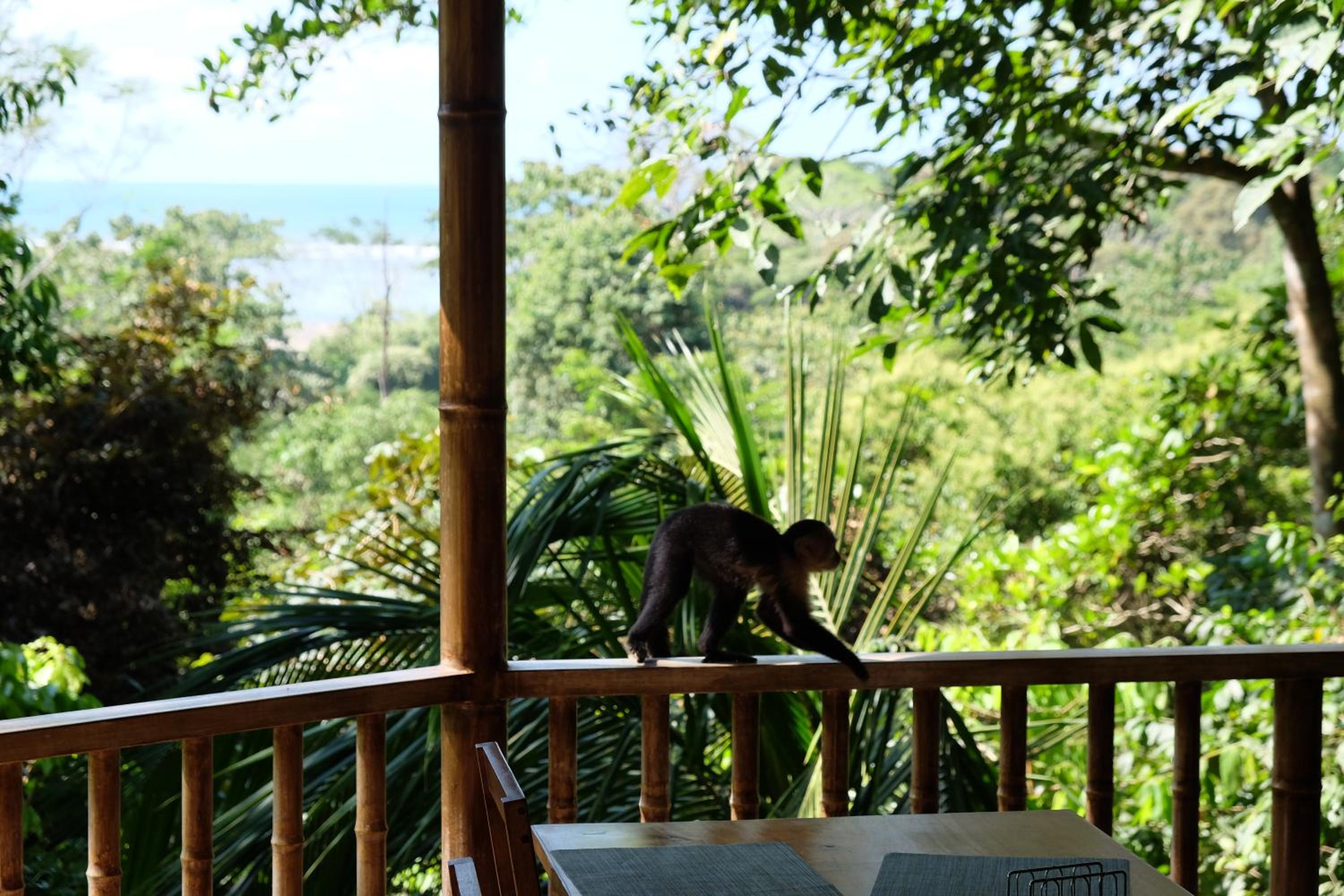 Villas en el Bosque
