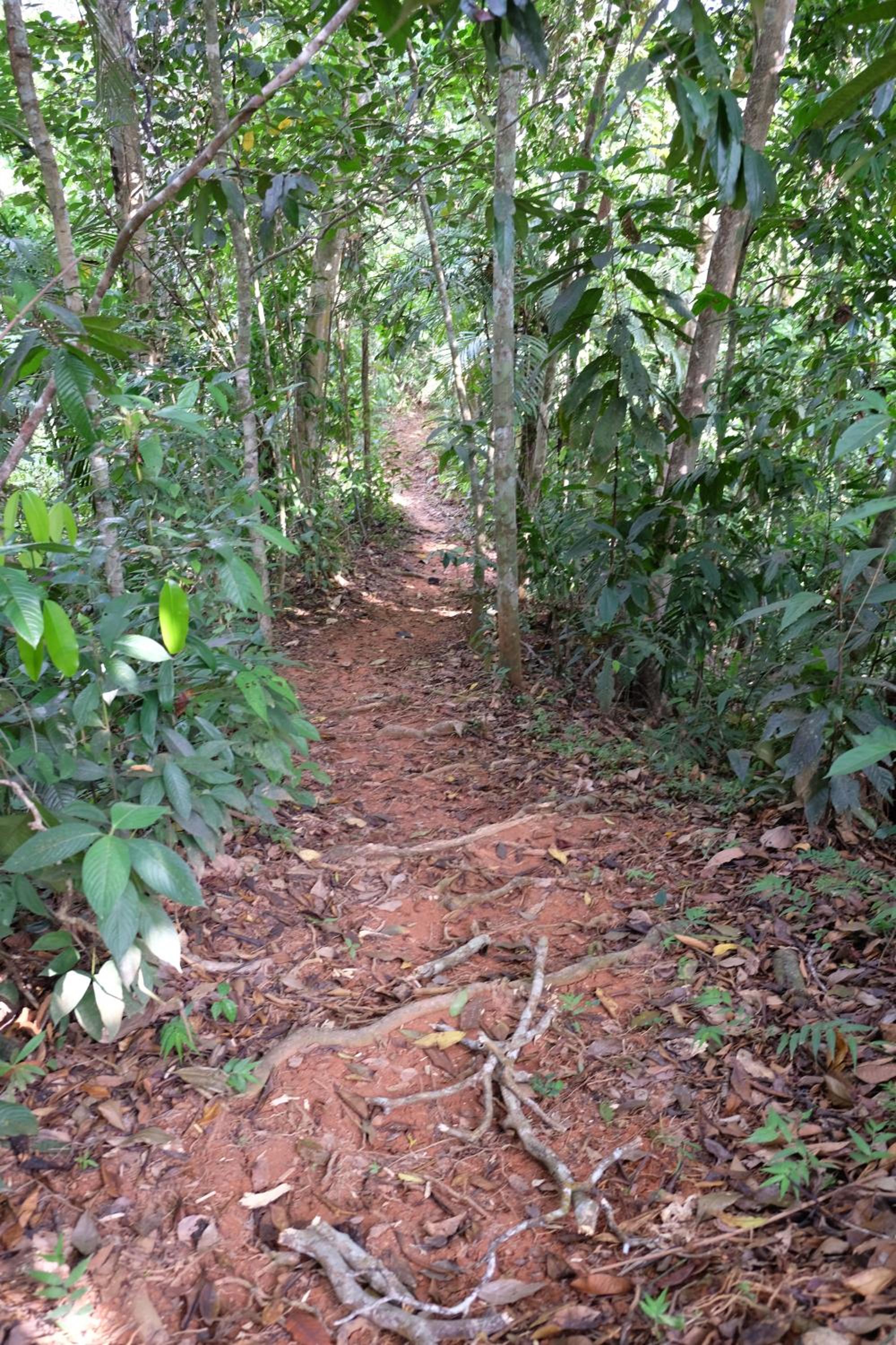Villas en el Bosque