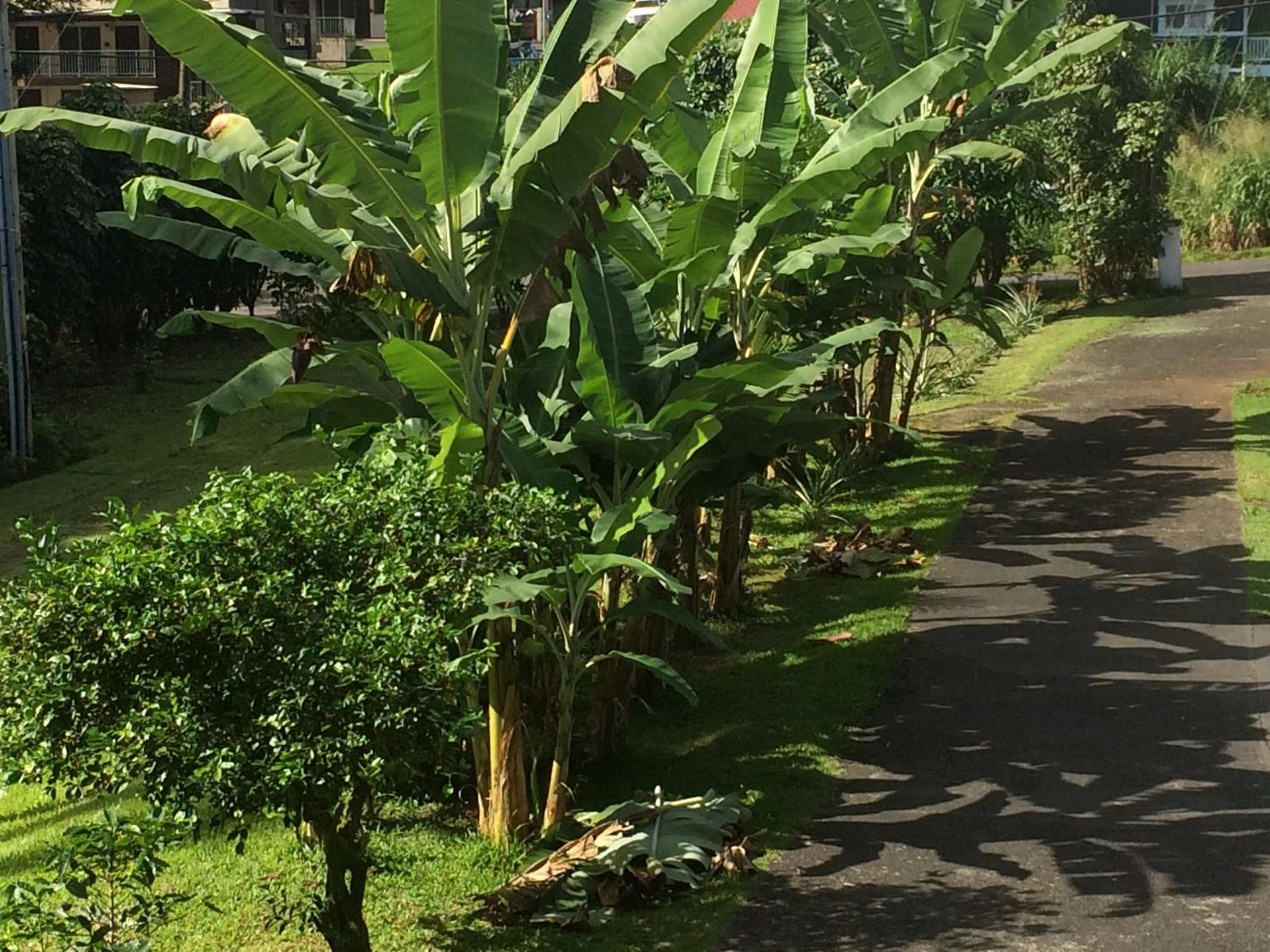 Hilo Bay Oceanfront Bed and Breakfast