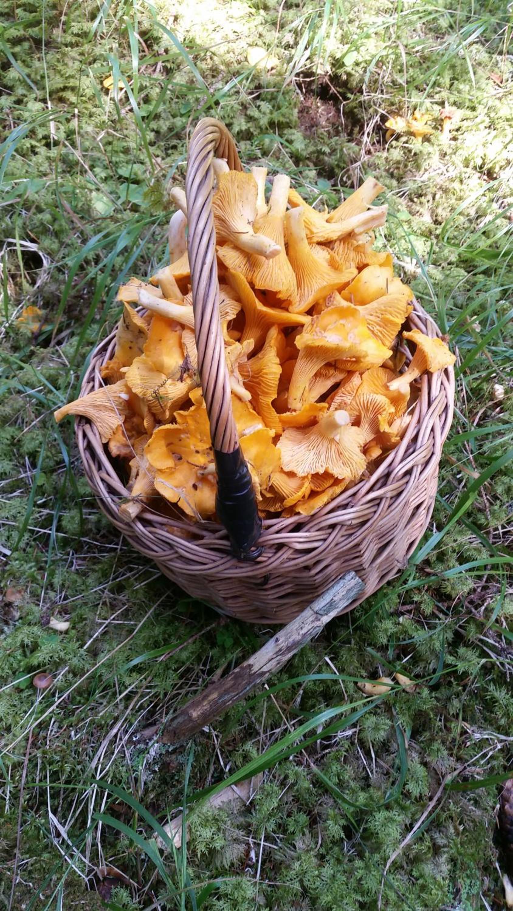 Photo 42