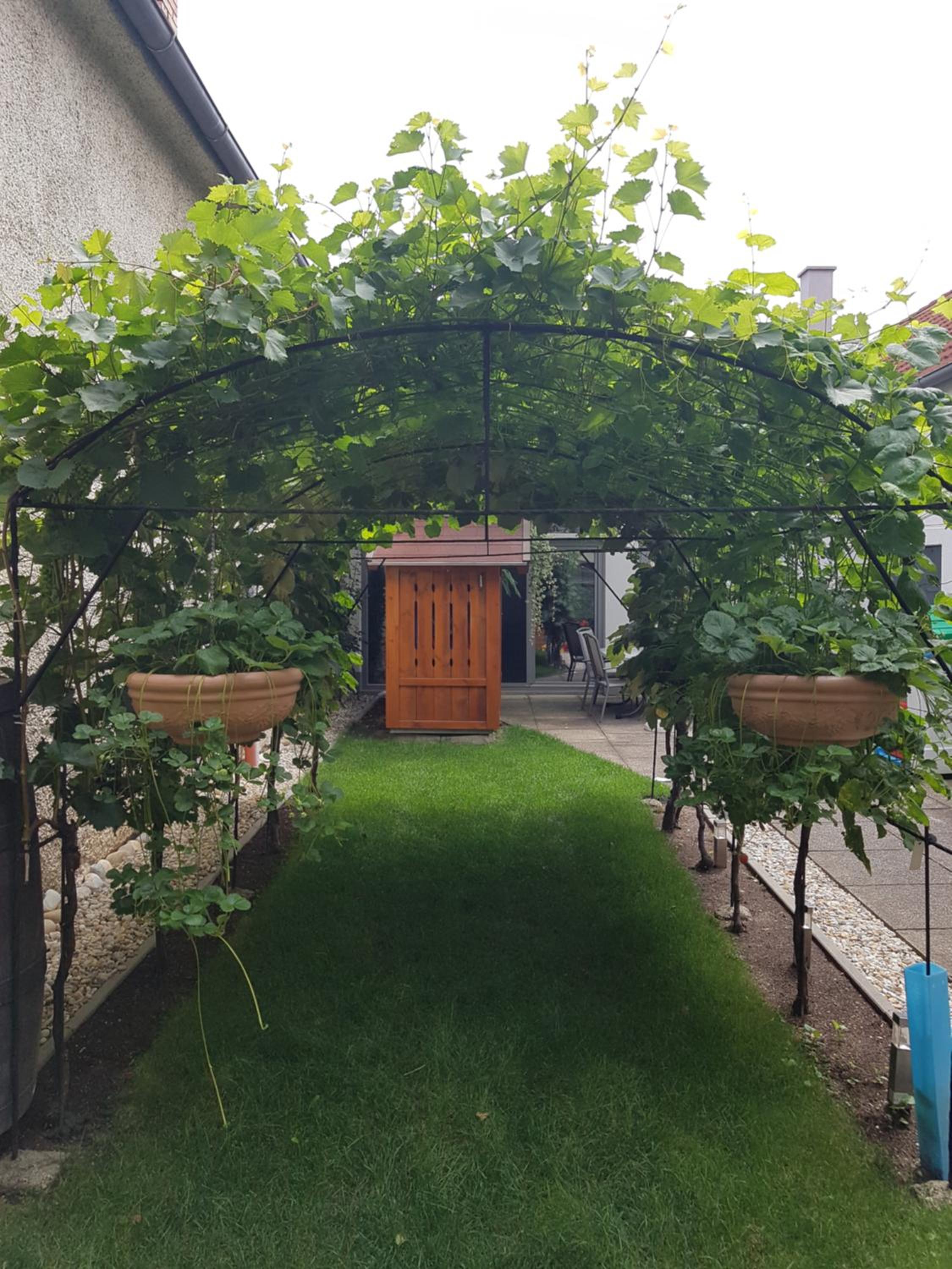 Zur Weinlaube