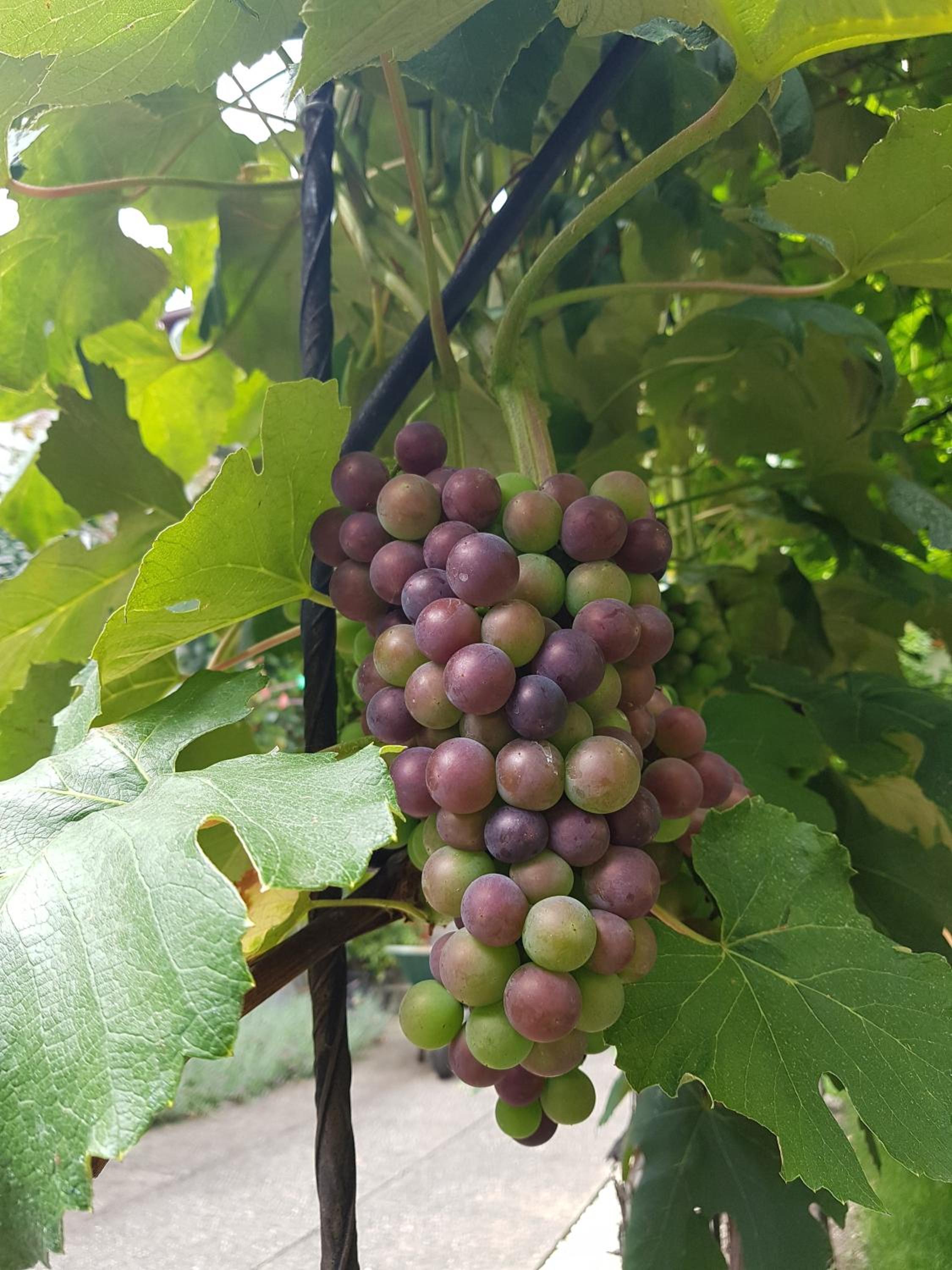 Zur Weinlaube
