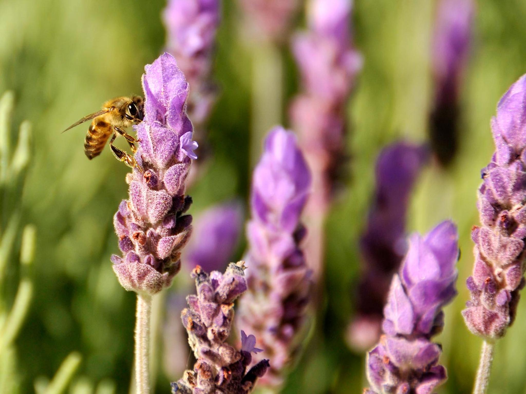 Lavender Farm Boutique Guest House
