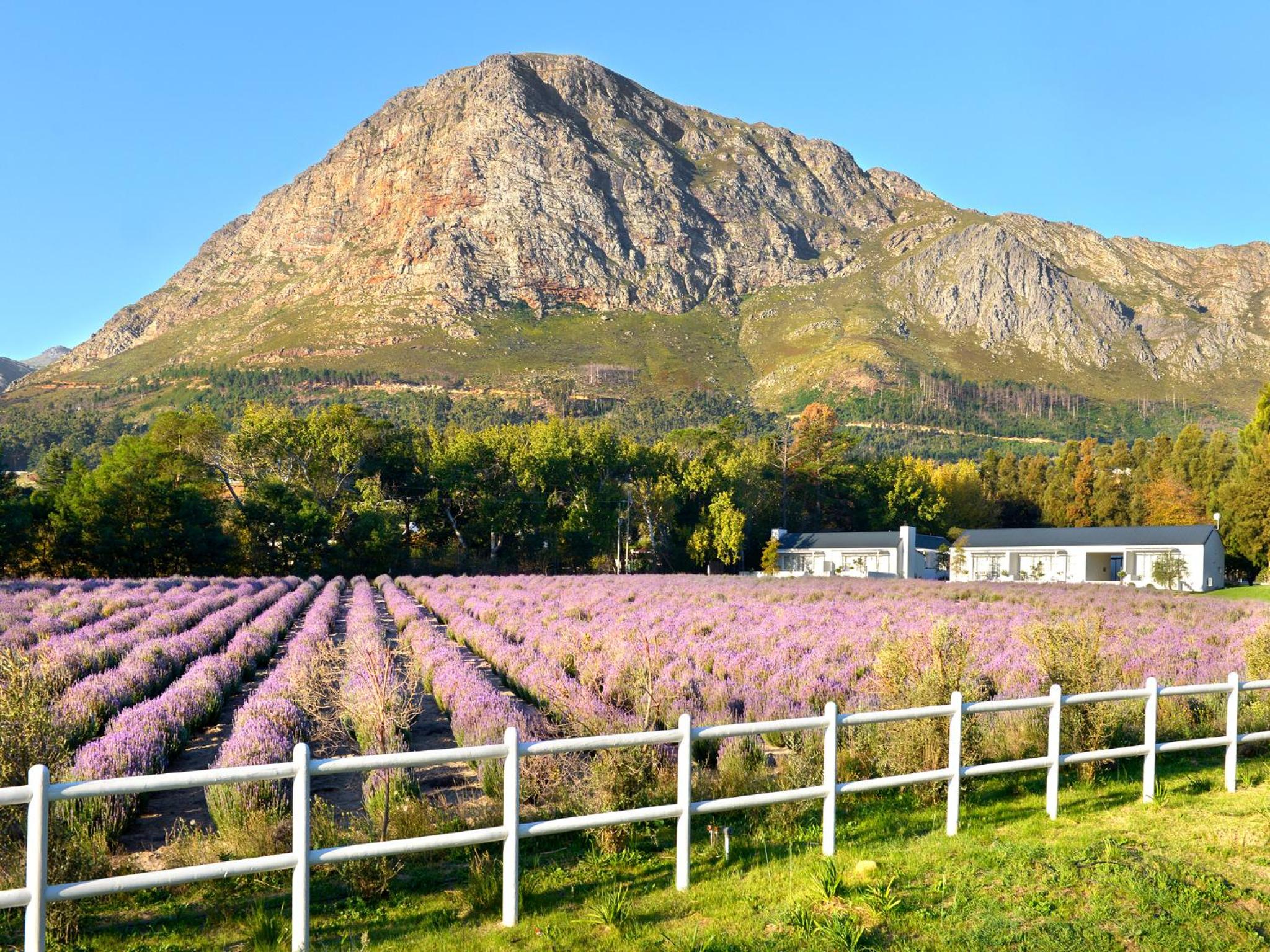 Lavender Farm Boutique Guest House
