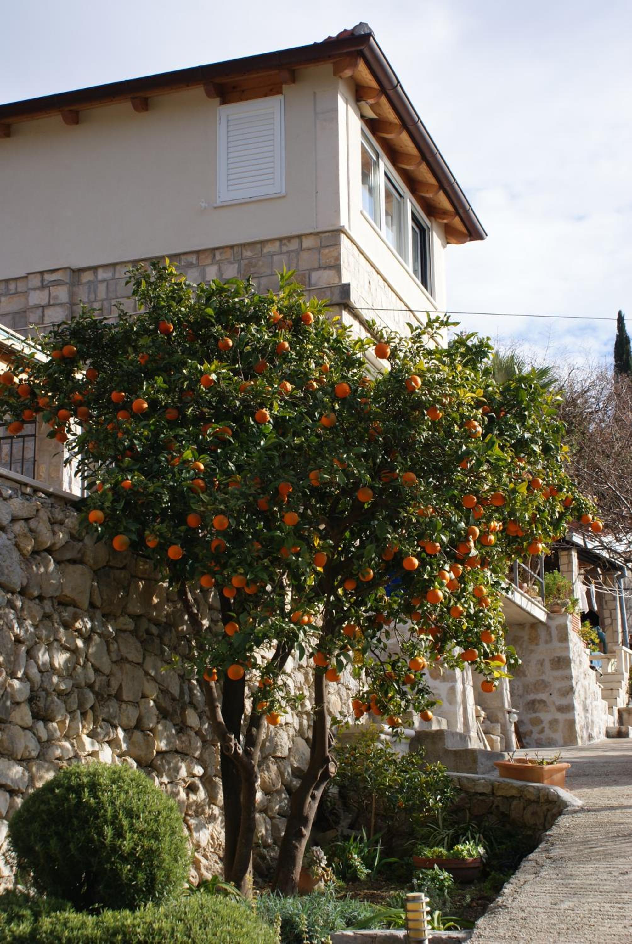 Three oranges view 5