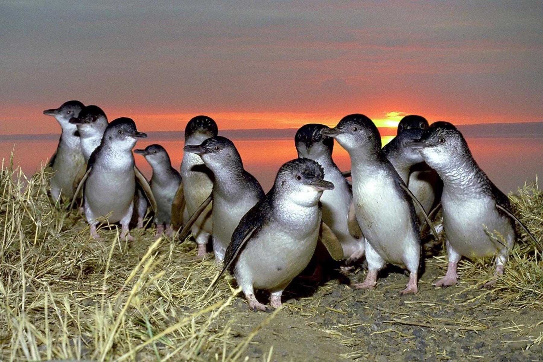 BIG4 Ingenia Holidays Phillip Island