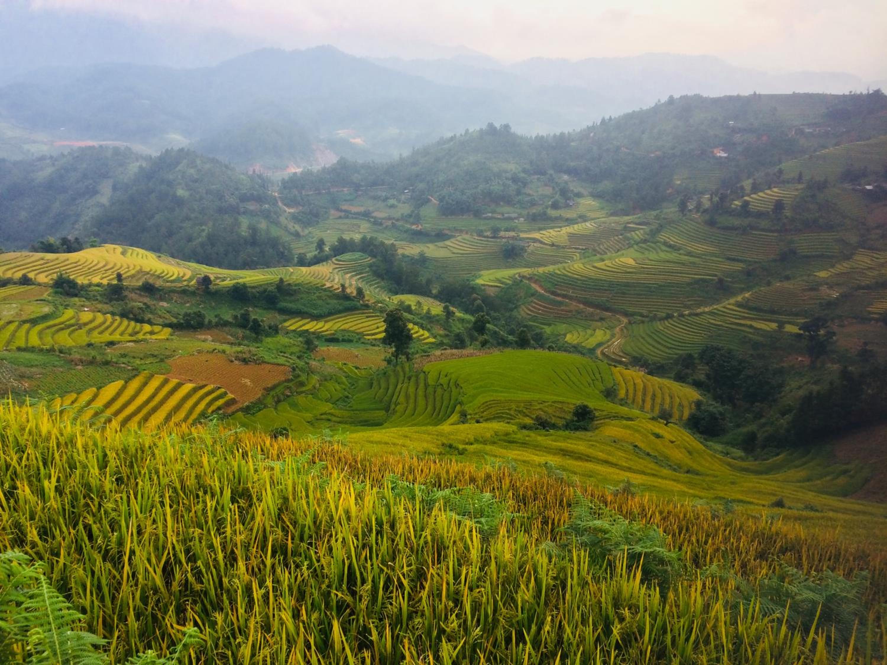 Hello Mu Cang Chai Homestay & Tours