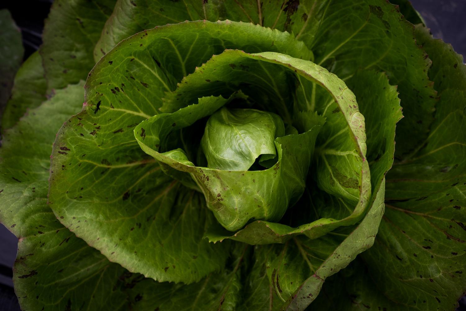 Photo 40