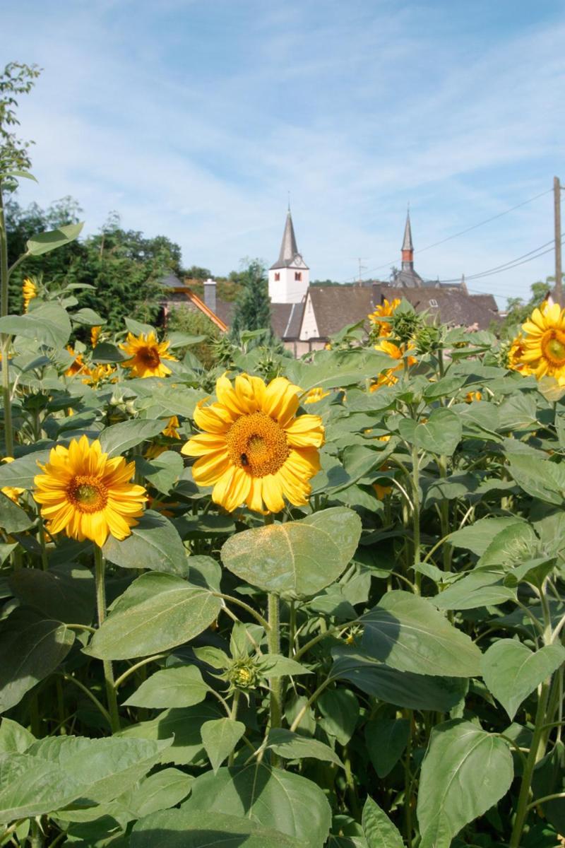 Pension Auf der Olk mit Röpertsmühle